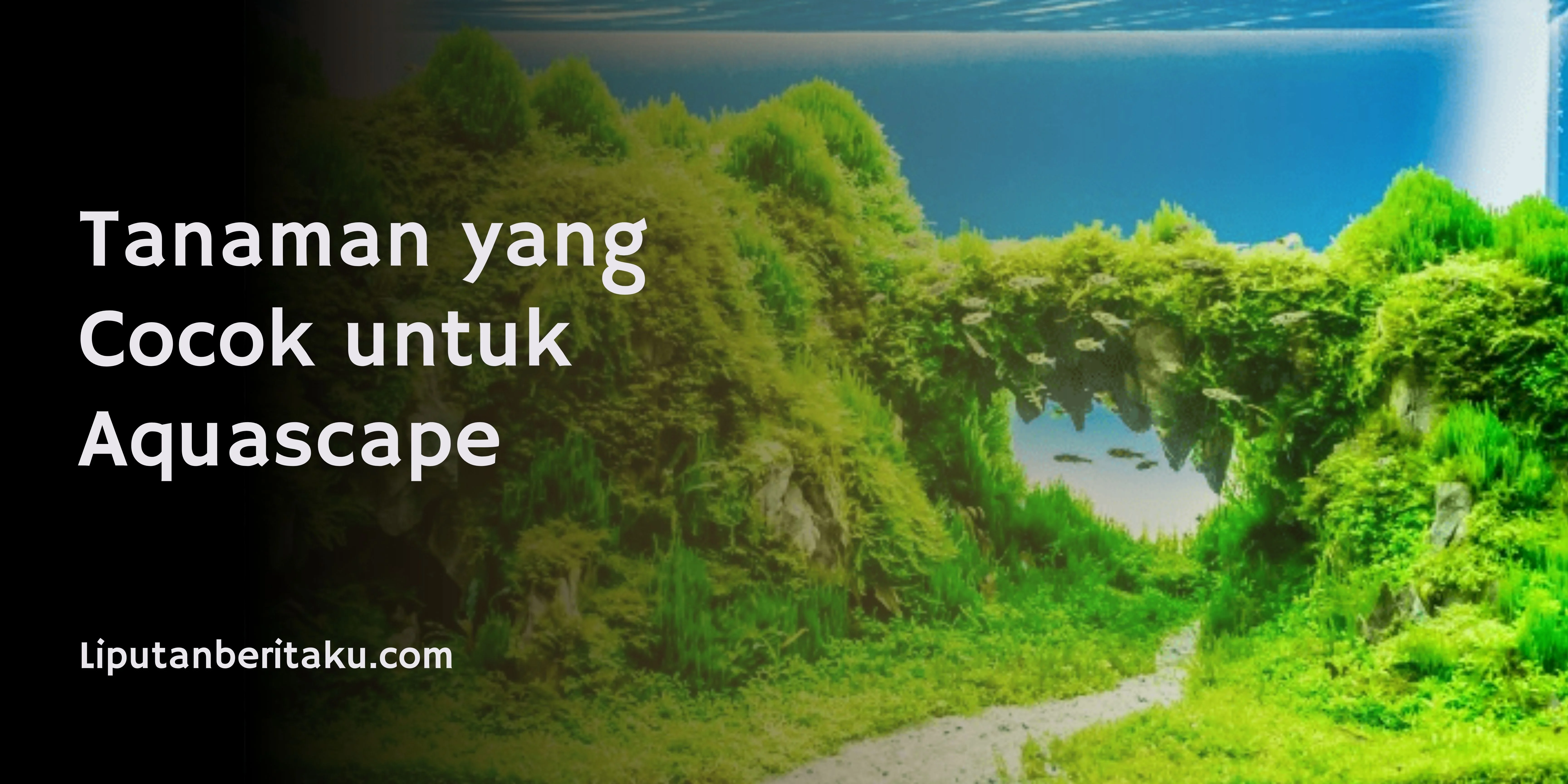 Tanaman yang Cocok untuk Aquascape