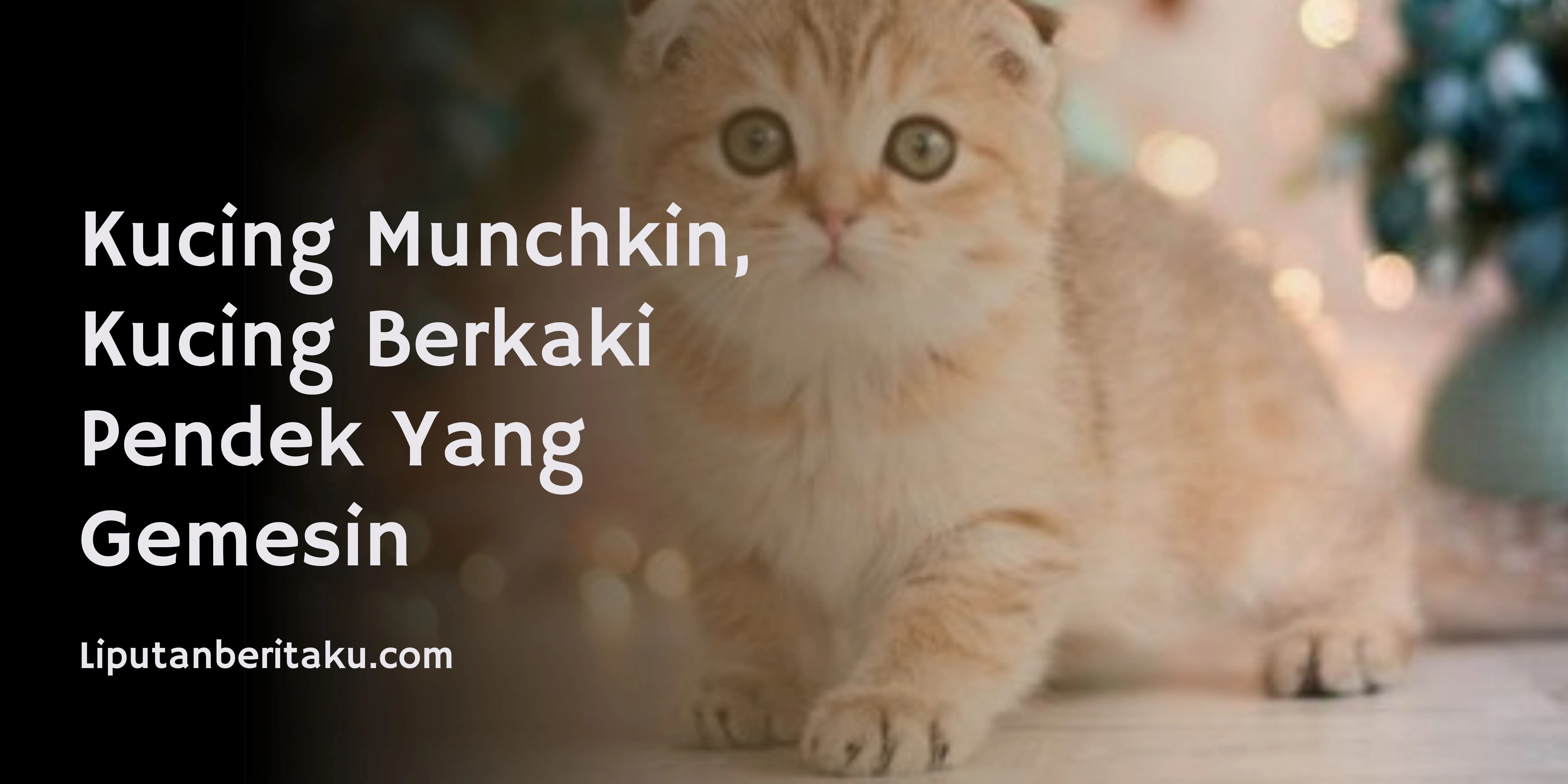 Kucing Munchkin, Kucing Berkaki Pendek Yang Gemesin