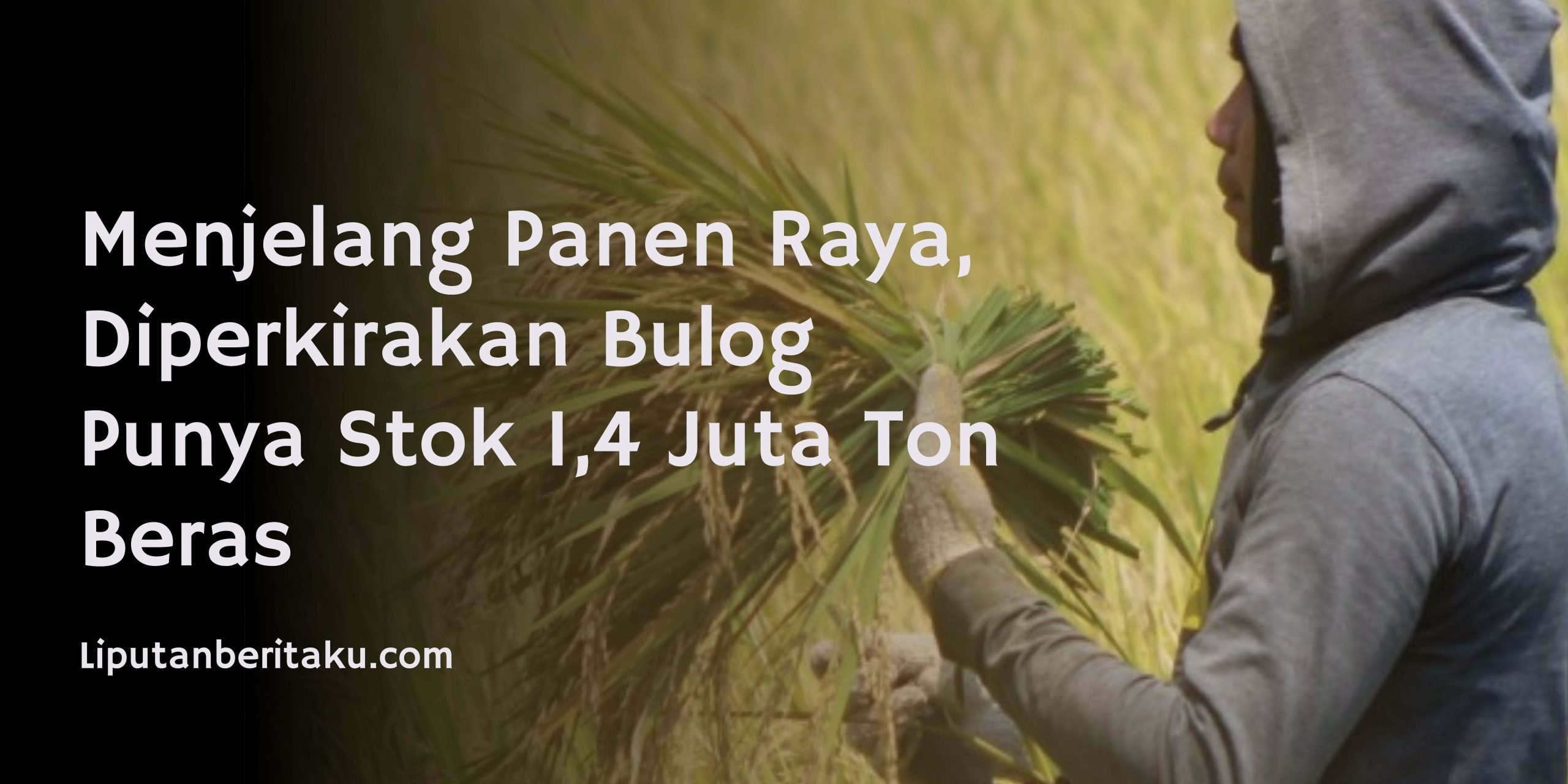Menjelang Panen Raya, Diperkirakan Bulog Punya Stok 1,4 Juta Ton Beras
