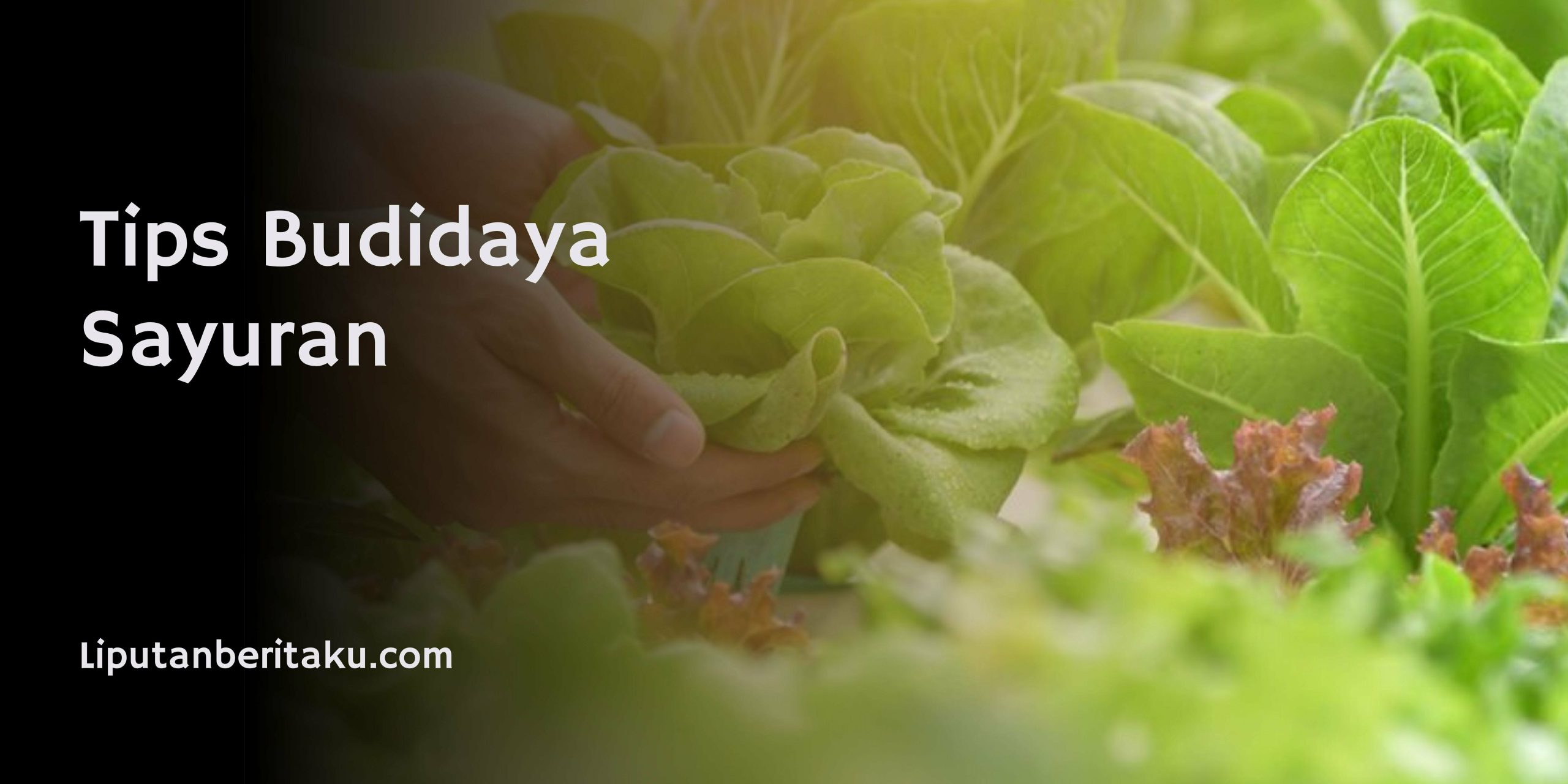 BUDIDAYA SAYURAN 1 Pink and Red Organic and Handcrafted Sales and Promos Business and Retail Back to School Banner 2021 10 13T164838.803