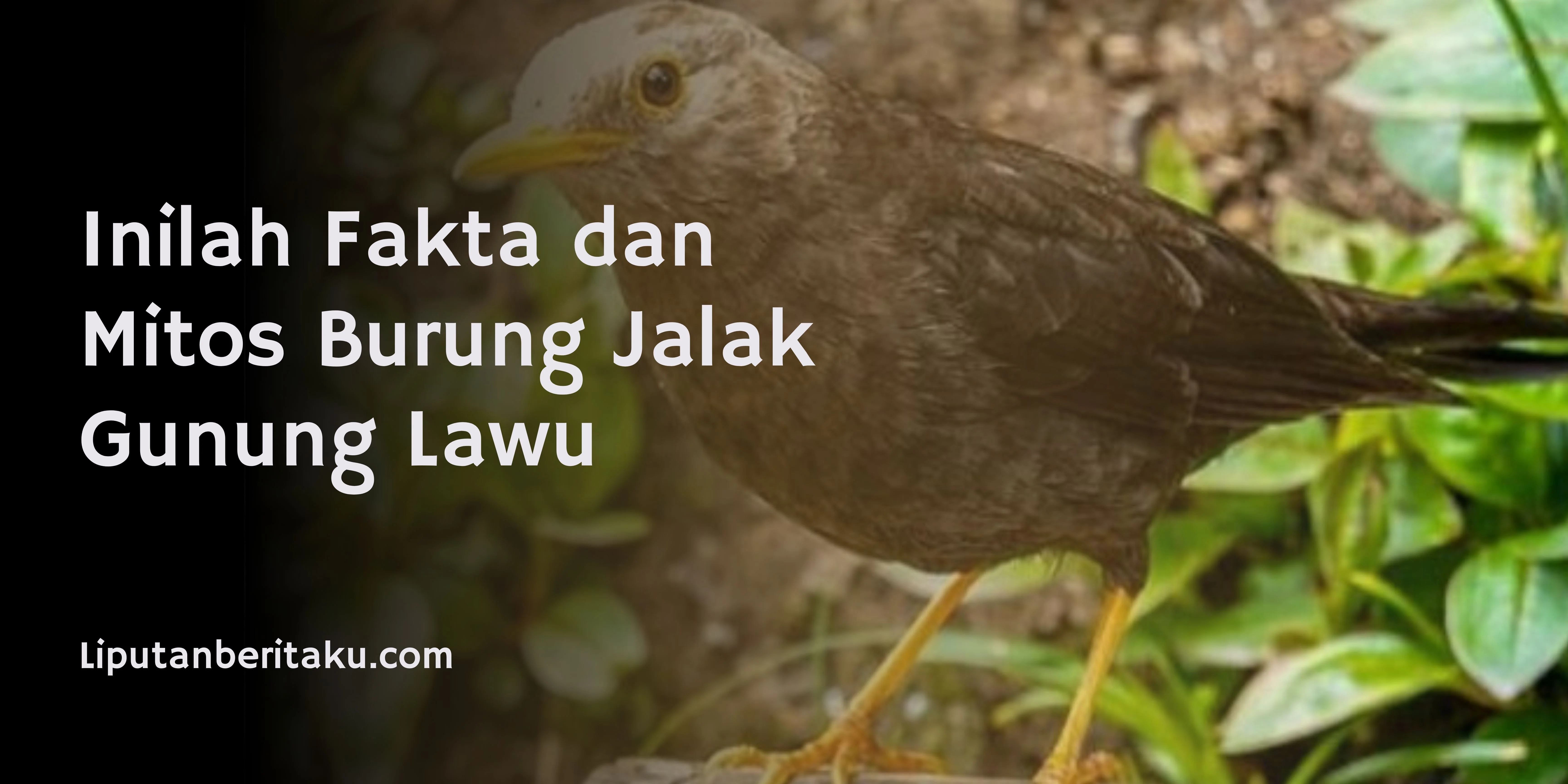 Inilah Fakta dan Mitos Burung Jalak Gunung Lawu