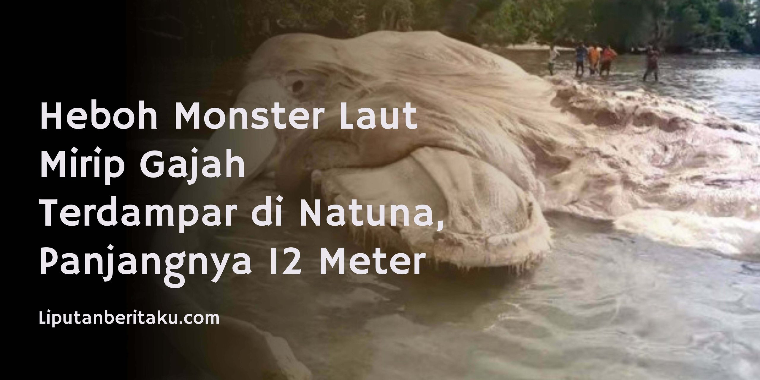 Heboh Monster Laut Mirip Gajah Terdampar di Natuna, Panjangnya 12 Meter