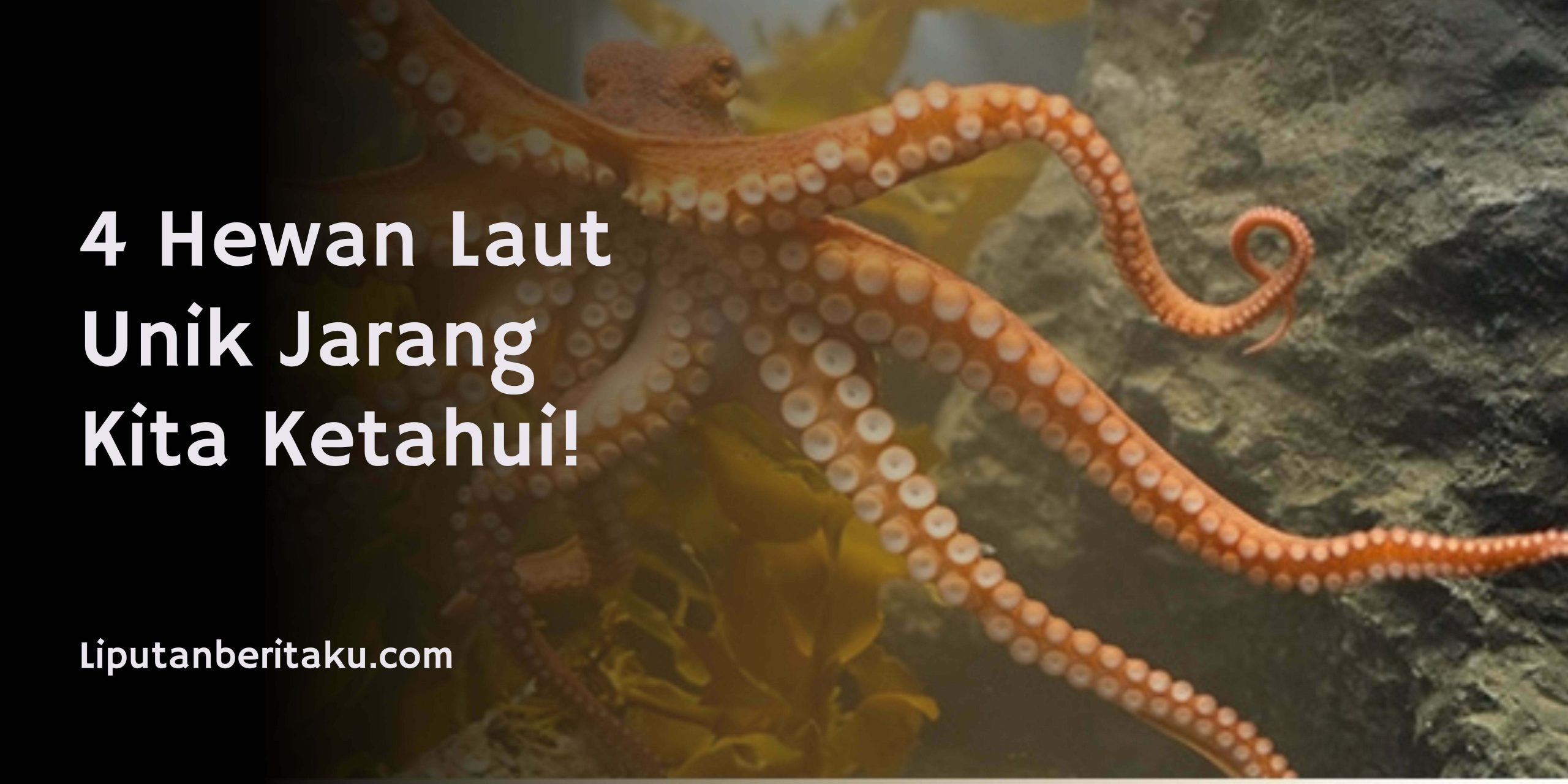 4 Hewan Laut Unik Jarang Kita Ketahui! 4 Hewan Laut Unik Jarang Kita Ketahui!