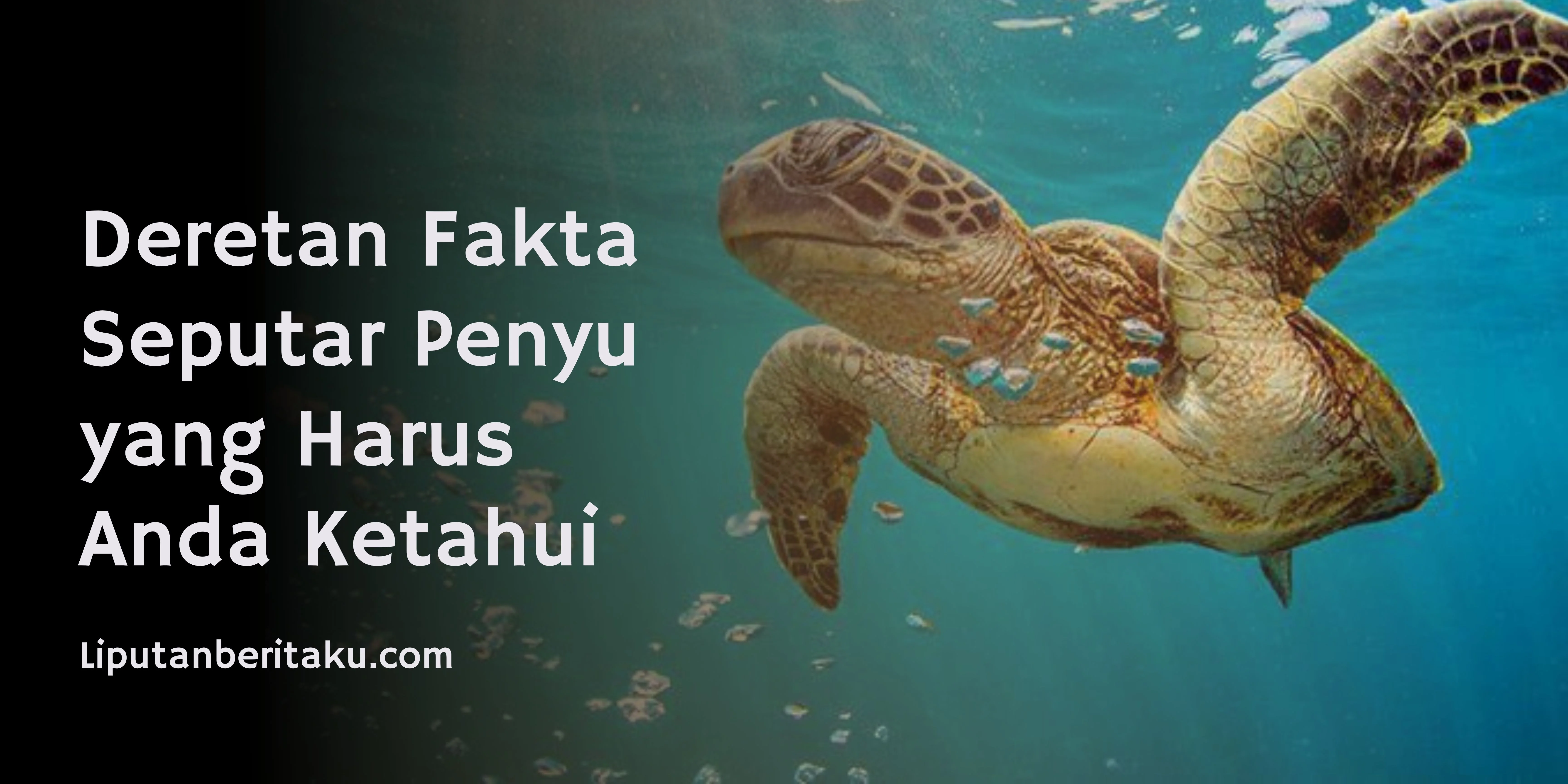 Deretan Fakta Seputar Penyu yang Harus Anda Ketahui