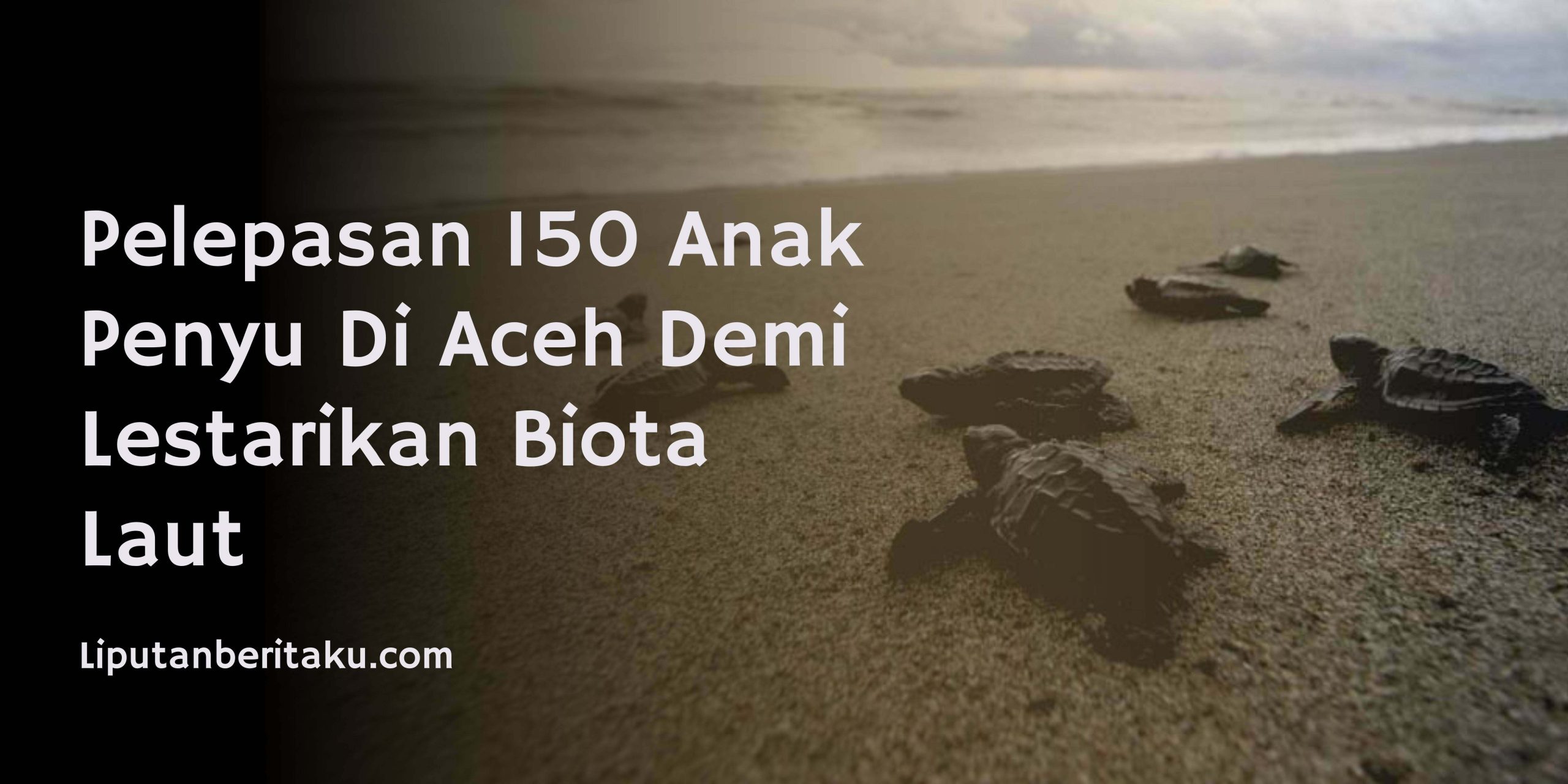 Pelepasan 150 Anak Penyu Di Aceh Demi Lestarikan Biota Laut