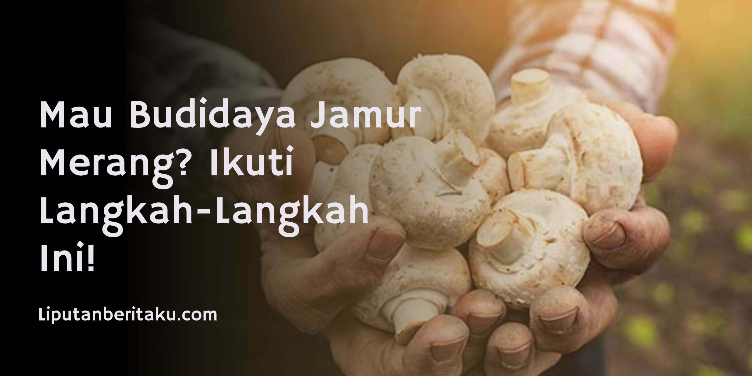 Mau Budidaya Jamur Merang? Ikuti Langkah-Langkah Ini!