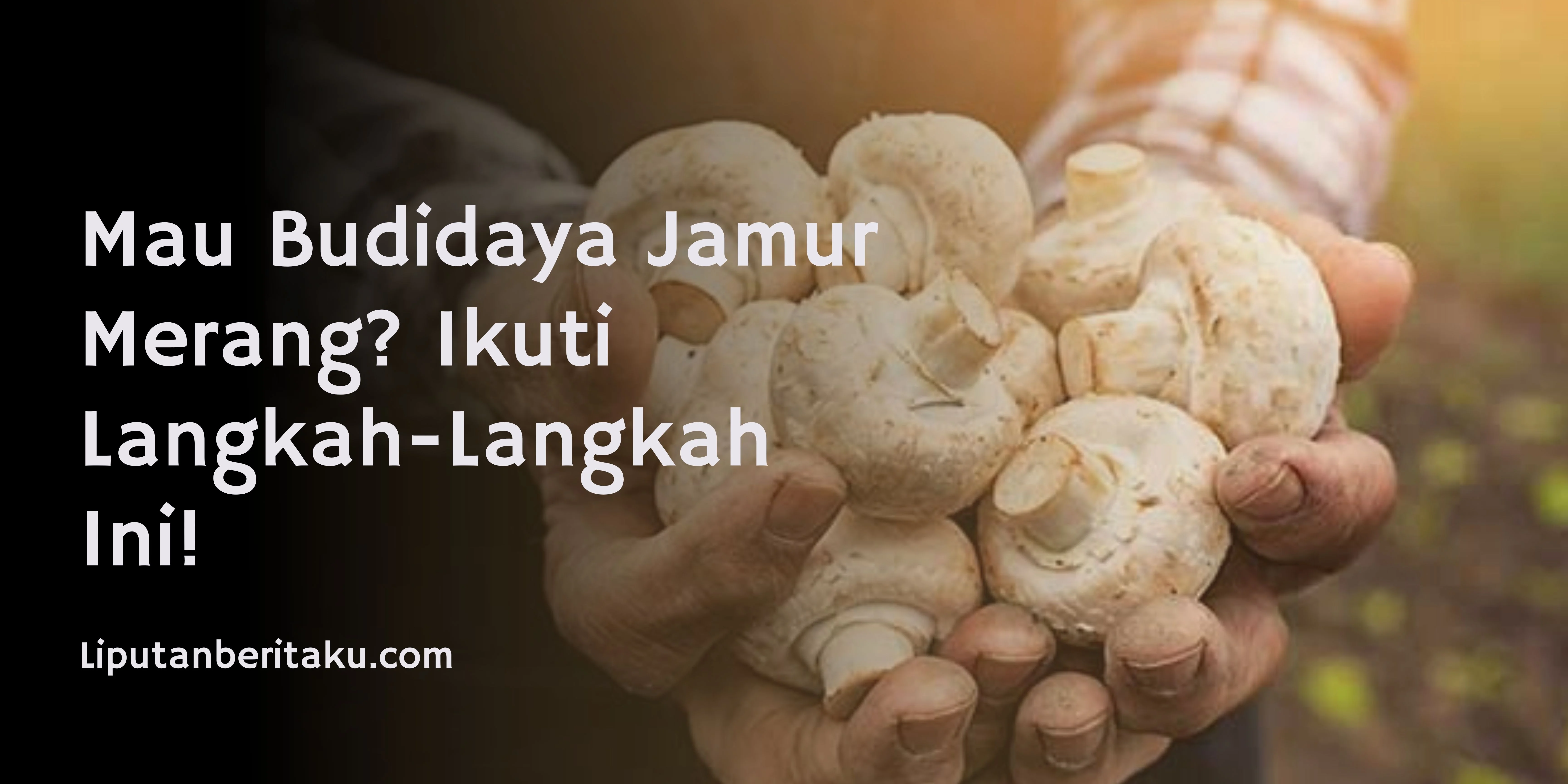 Mau Budidaya Jamur Merang? Ikuti Langkah-Langkah Ini!