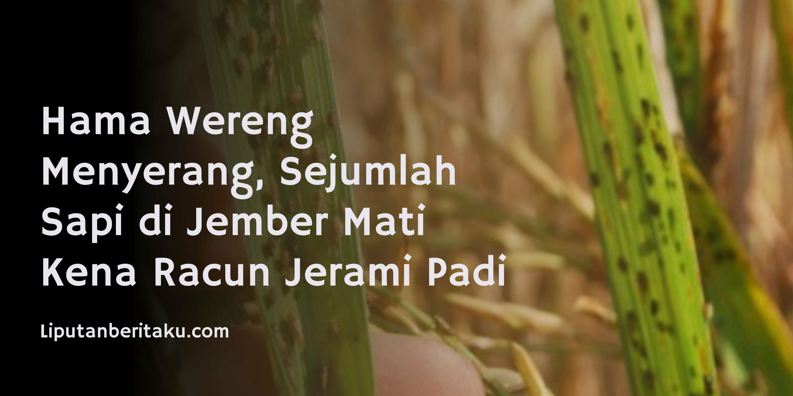 Hama Wereng Menyerang, Sejumlah Sapi di Jember Mati Kena Racun Jerami Padi