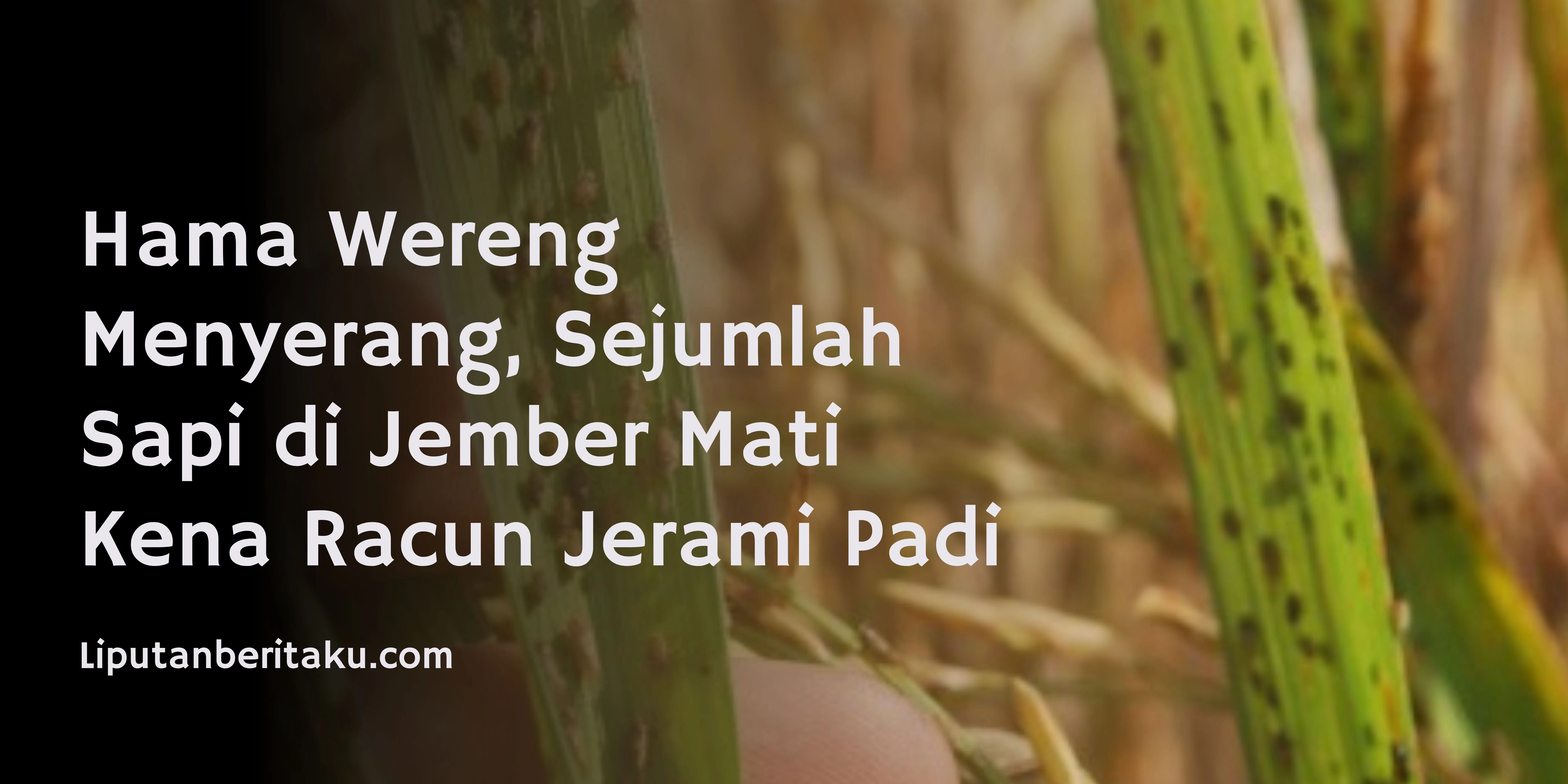 Hama Wereng Menyerang, Sejumlah Sapi di Jember Mati Kena Racun Jerami Padi