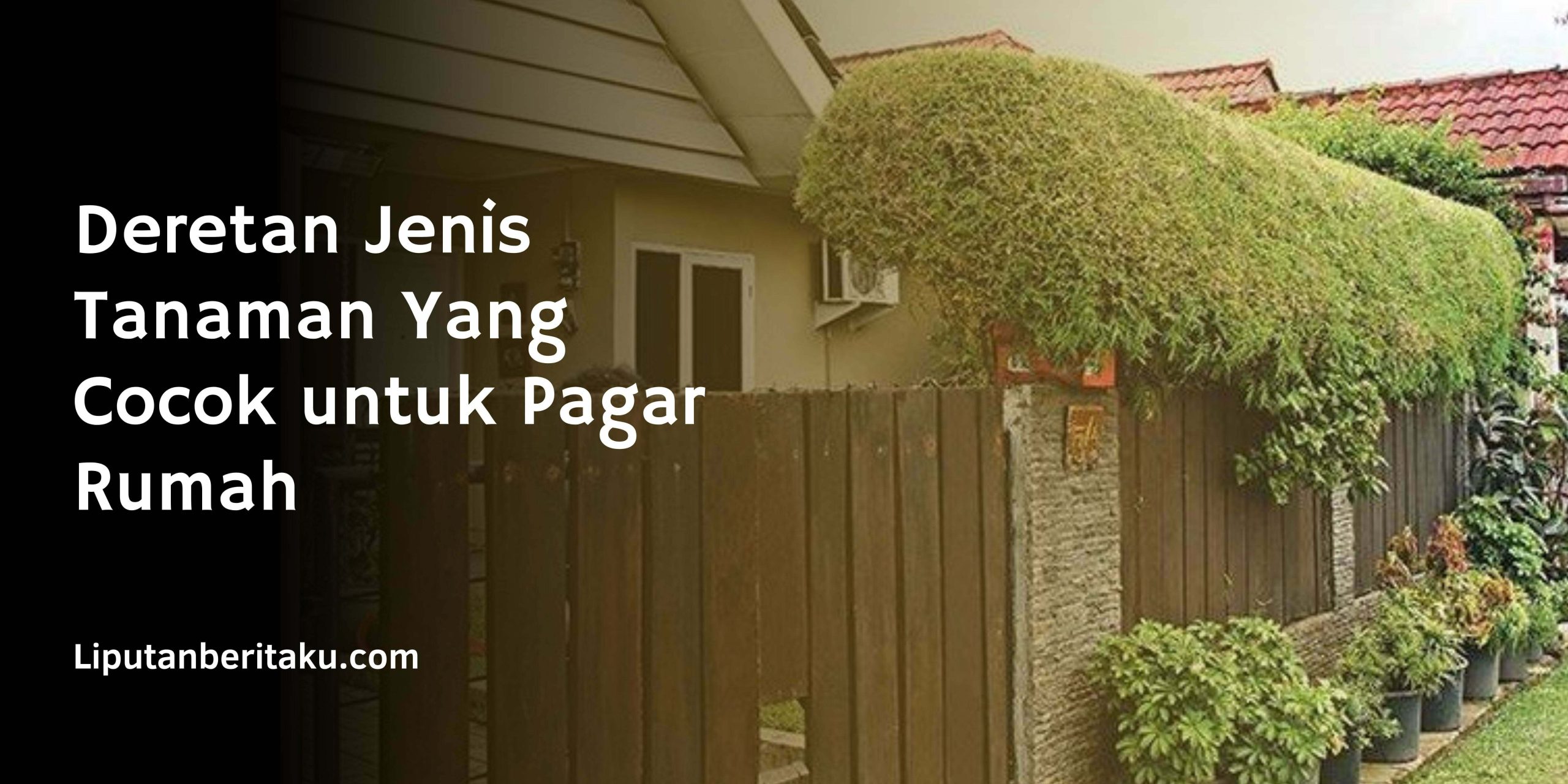 Deretan Jenis Tanaman Yang Cocok untuk Pagar Rumah