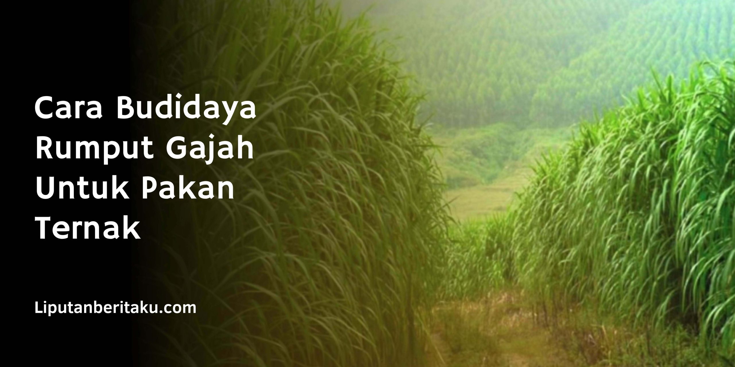 Cara Budidaya Rumput Gajah Untuk Pakan Ternak