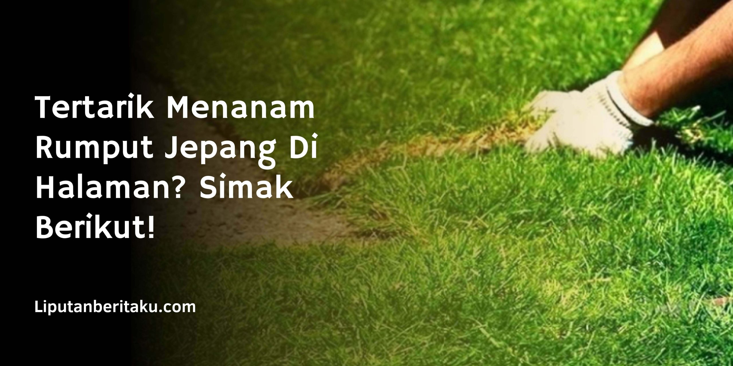 Tertarik Menanam Rumput Jepang Di Halaman? Simak Berikut!