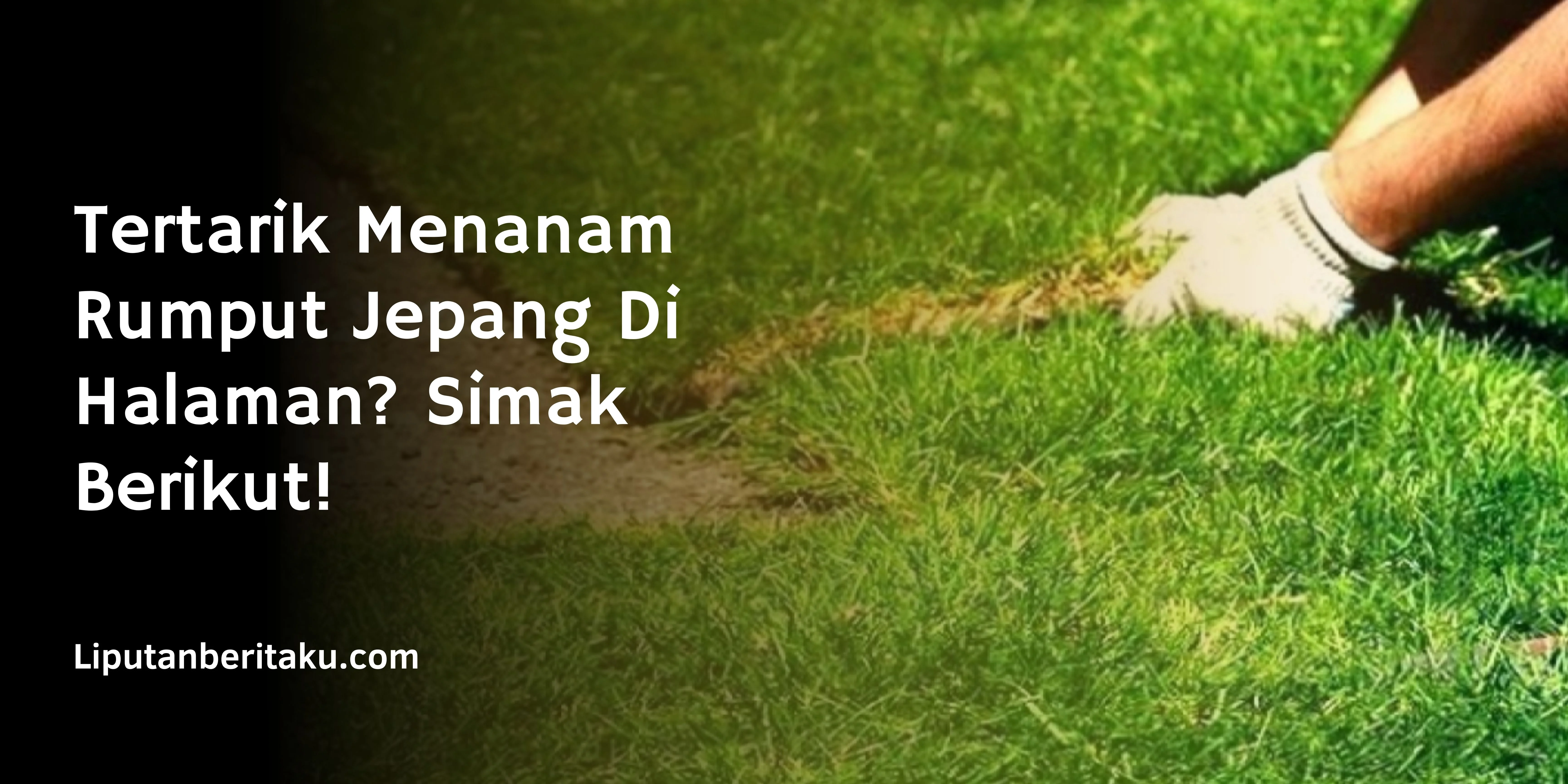Tertarik Menanam Rumput Jepang Di Halaman? Simak Berikut!