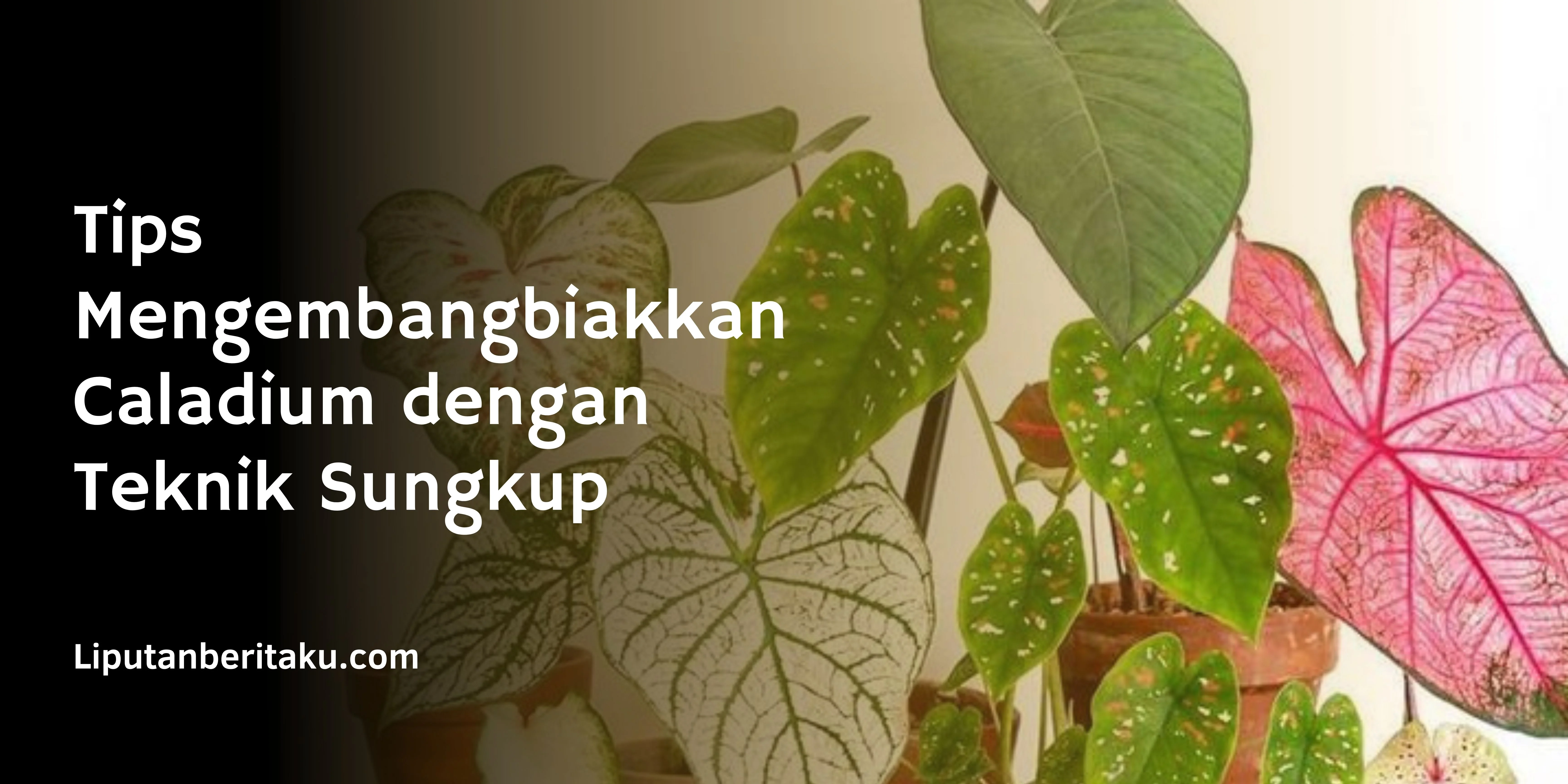 Tips Mengembangbiakkan Caladium dengan Teknik Sungkup