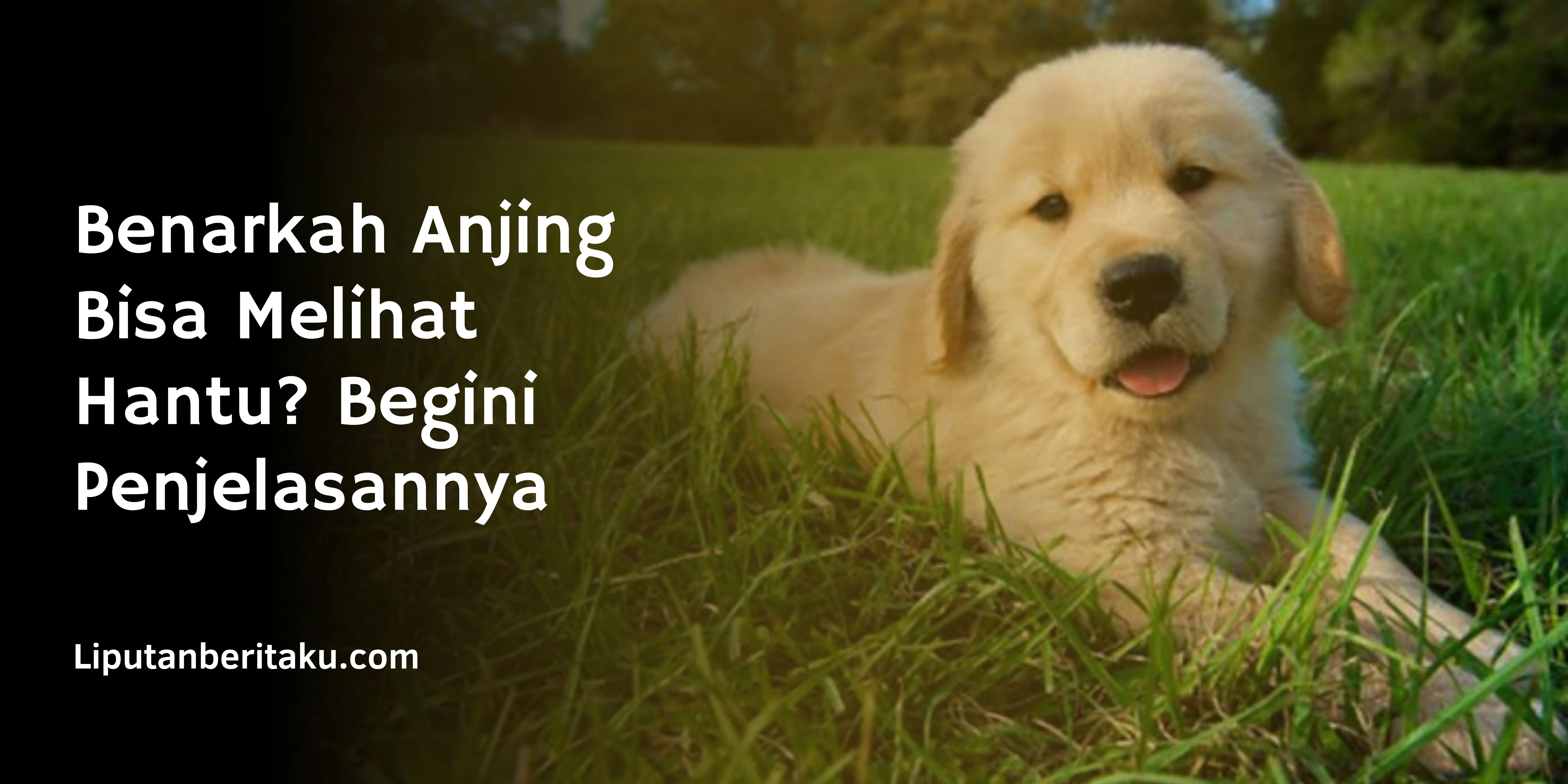 Benarkah Anjing Bisa Melihat Hantu? Begini Penjelasannya