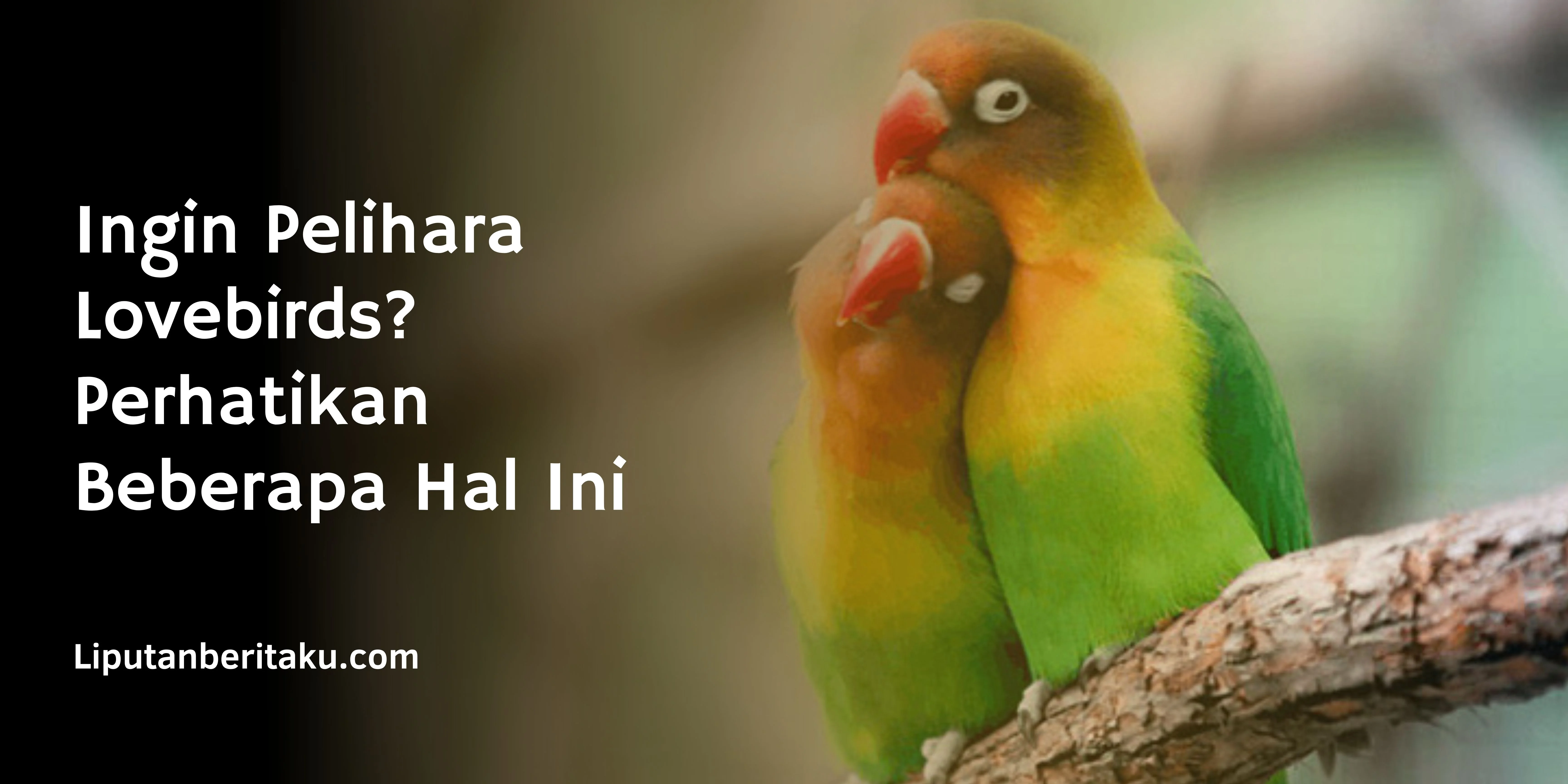 Ingin Pelihara Lovebirds? Perhatikan Beberapa Hal Ini