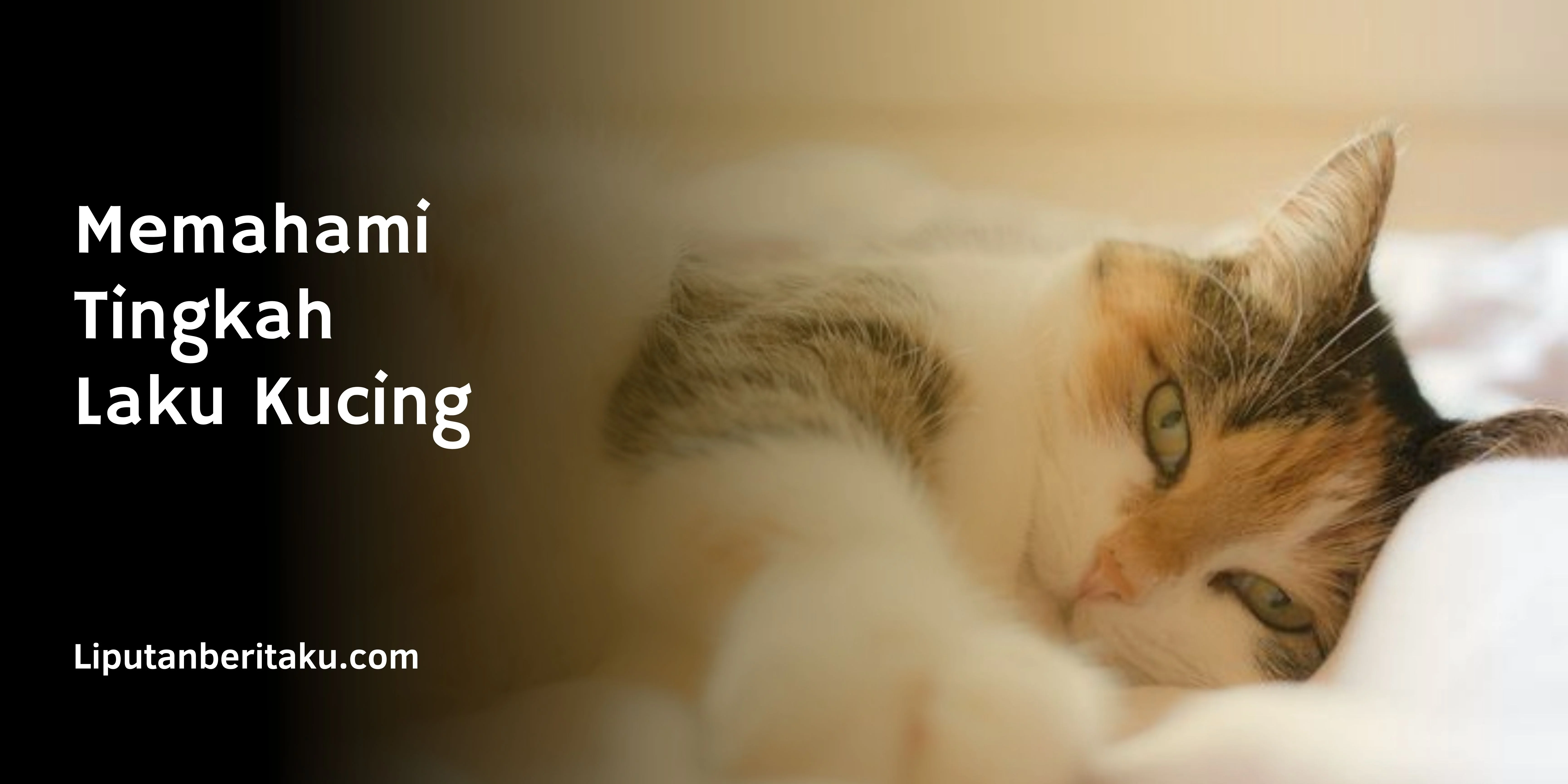 Memahami Tingkah Laku Kucing