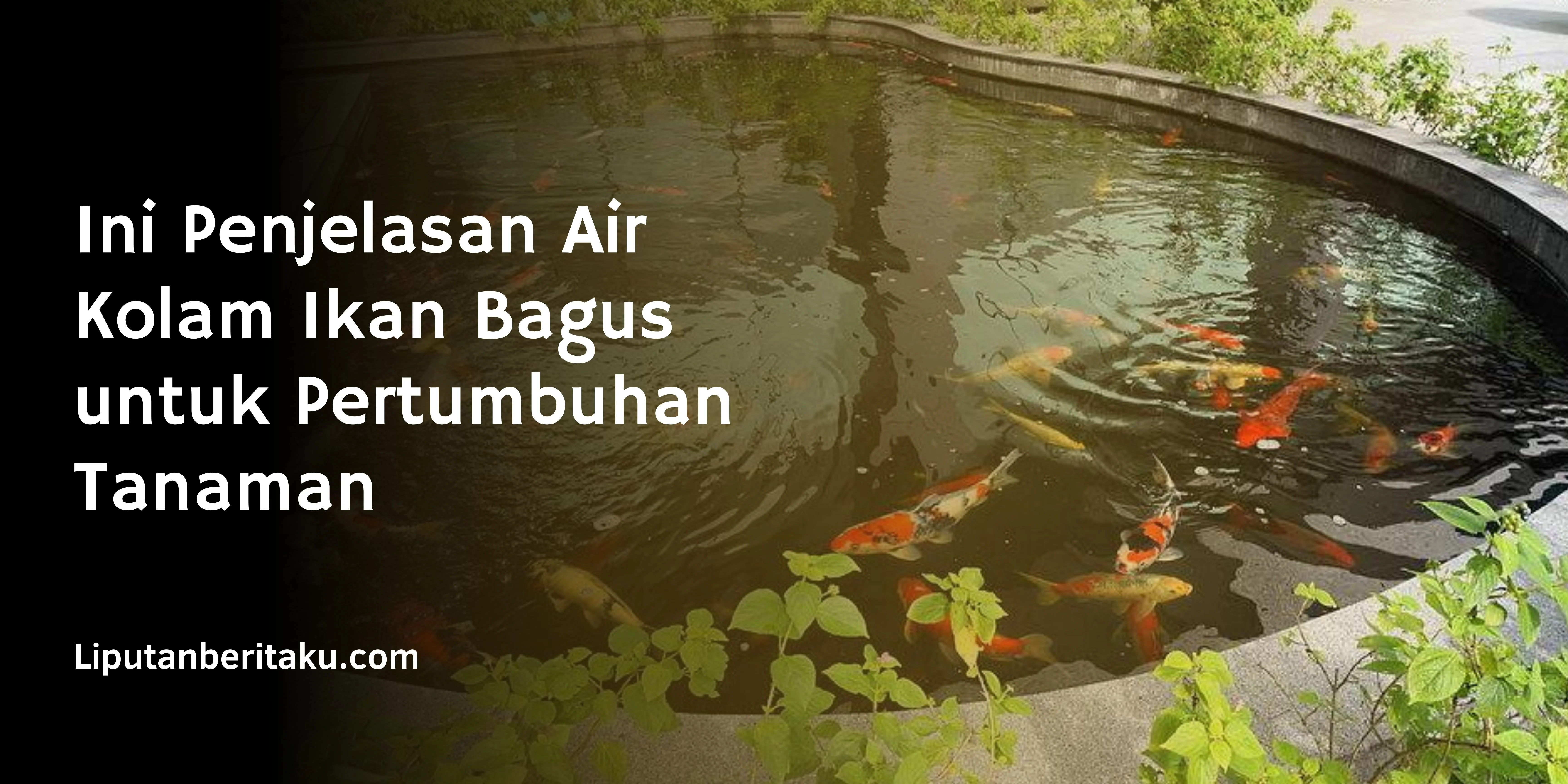 Ini Penjelasan Air Kolam Ikan Bagus untuk Pertumbuhan Tanaman