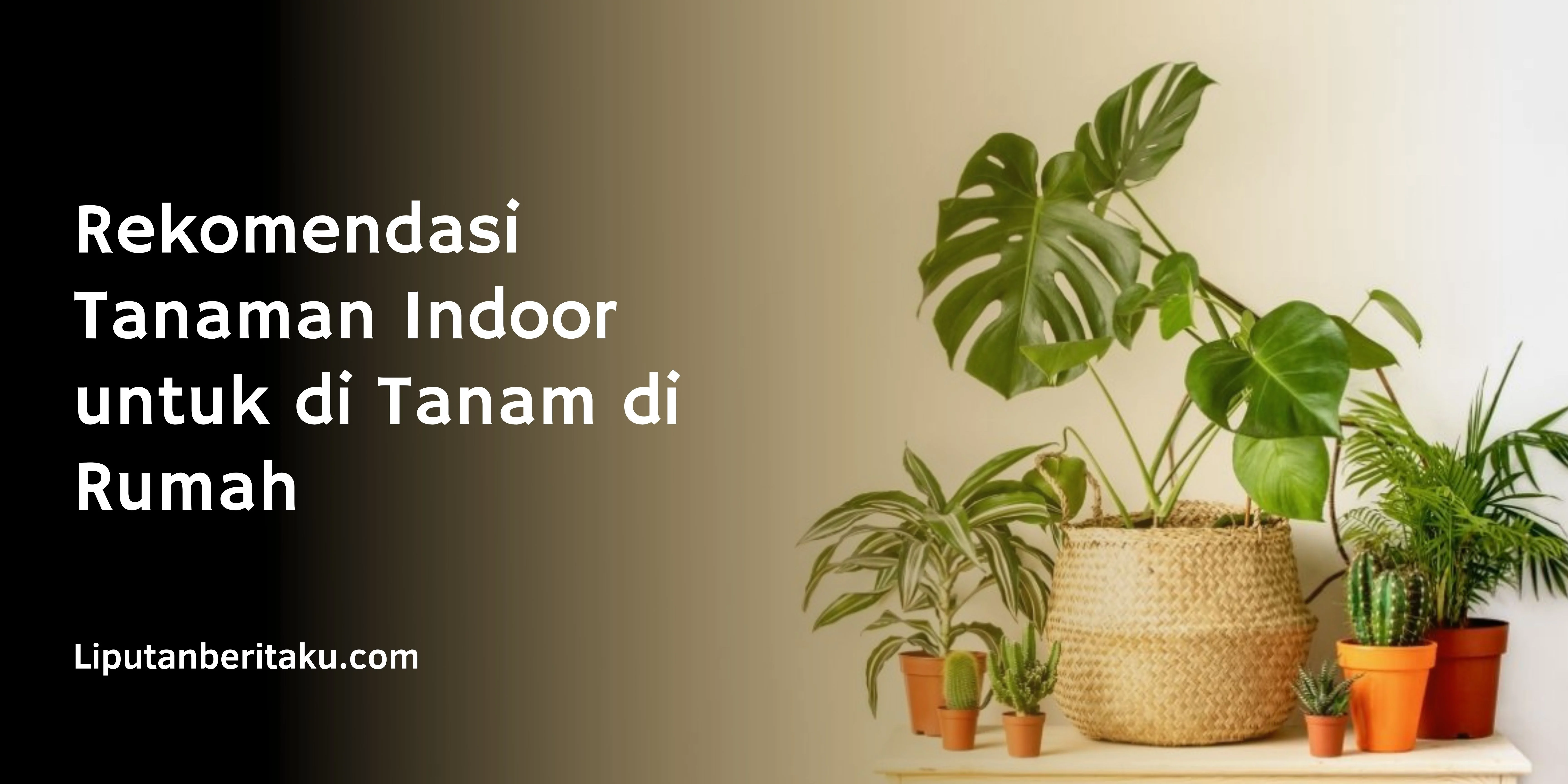 Rekomendasi Tanaman Indoor untuk di Tanam di Rumah