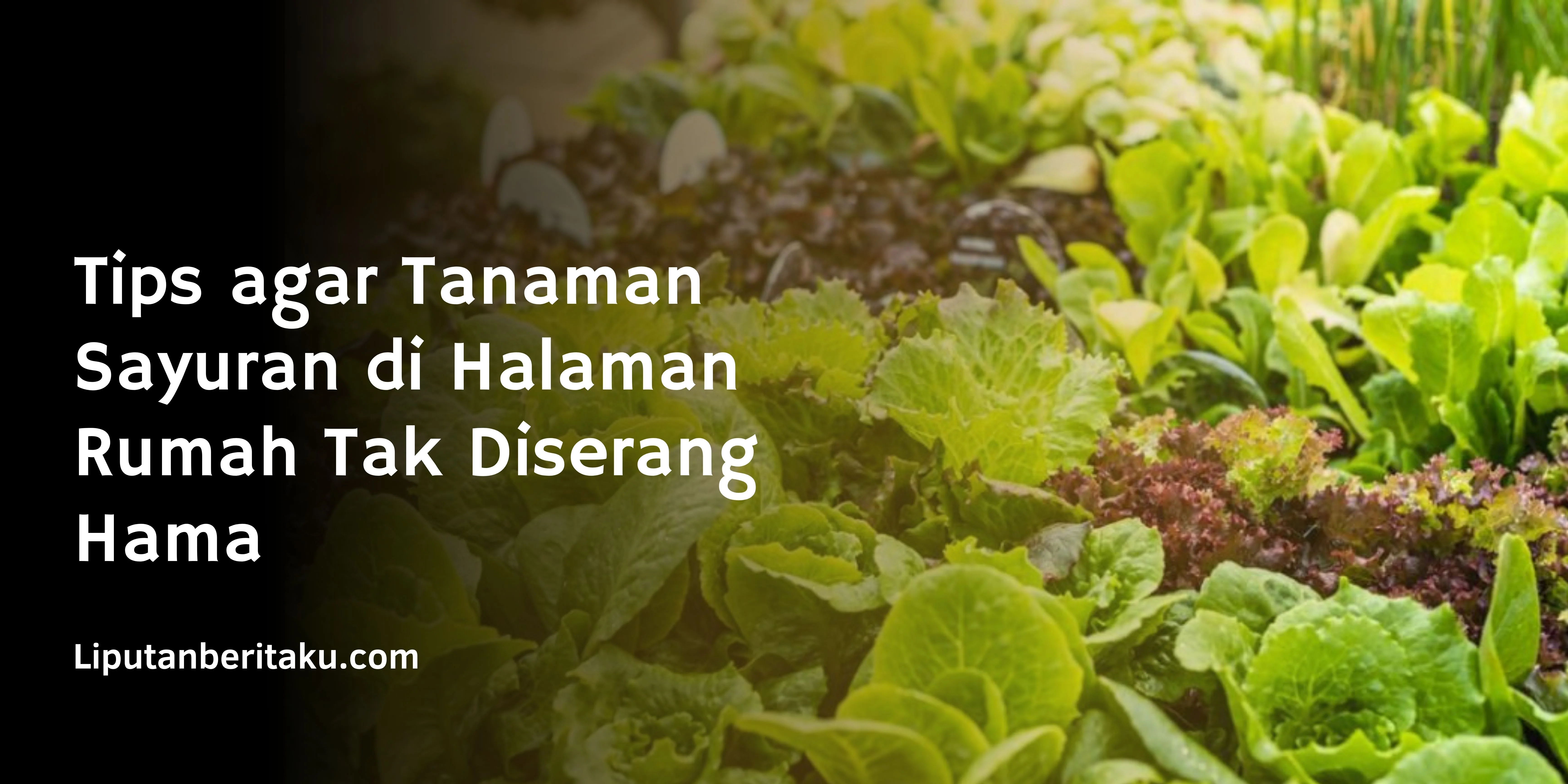 Tips agar Tanaman Sayuran di Halaman Rumah Tak Diserang Hama
