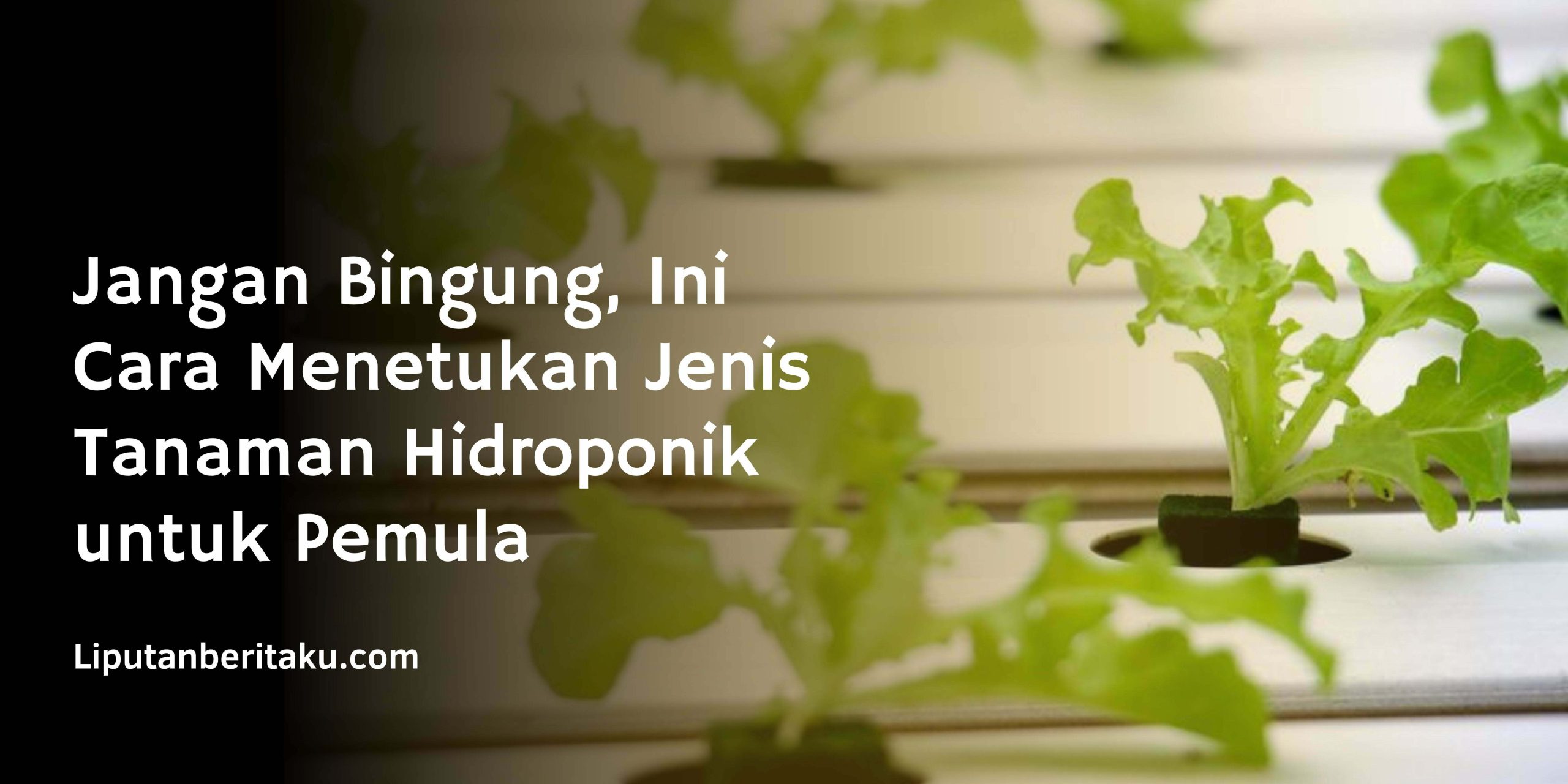 Jangan Bingung, Ini Cara Menetukan Jenis Tanaman Hidroponik untuk Pemula Jangan Bingung, Ini Cara Menetukan Jenis Tanaman Hidroponik untuk Pemula