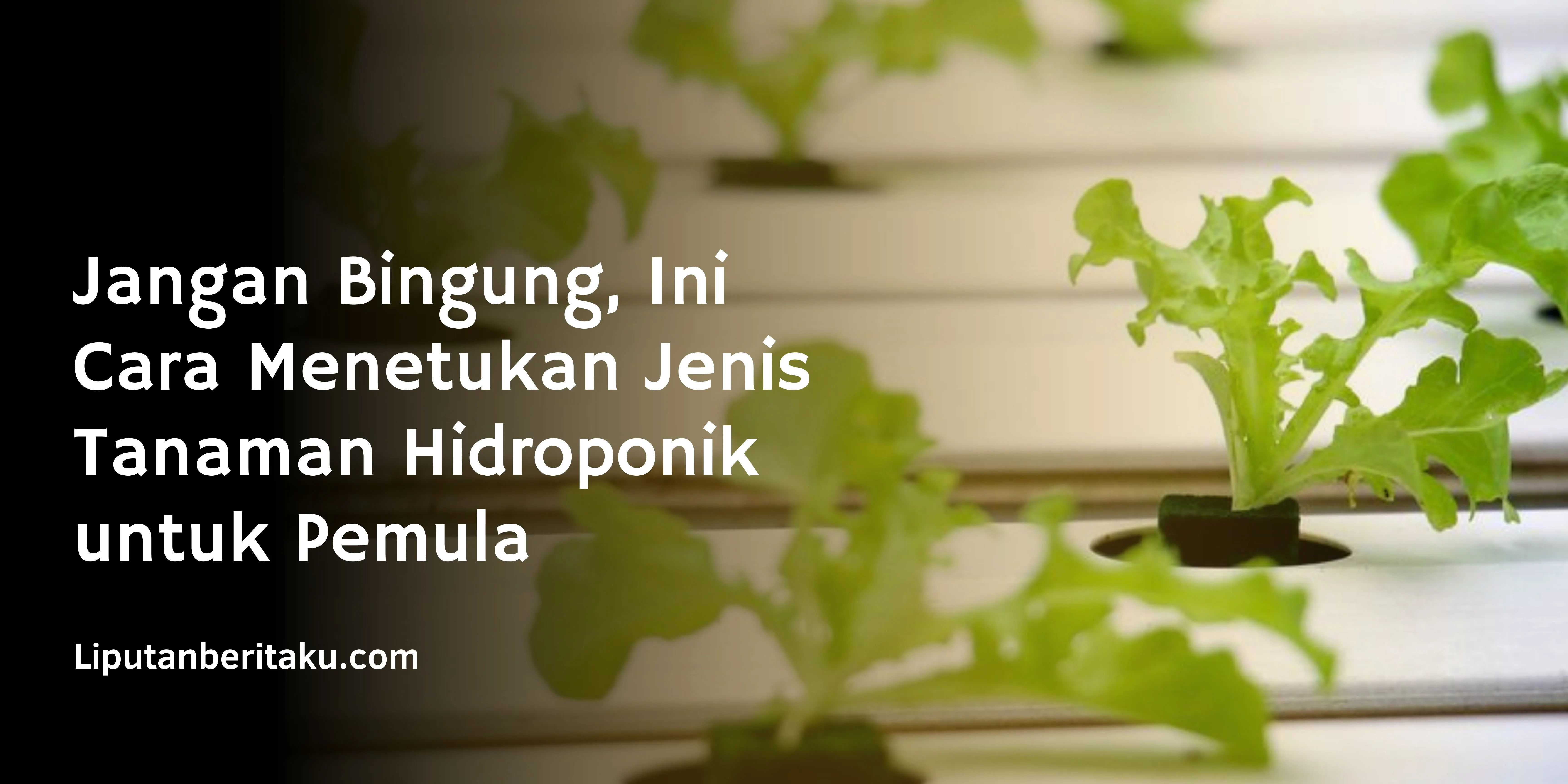 Jangan Bingung, Ini Cara Menetukan Jenis Tanaman Hidroponik untuk Pemula