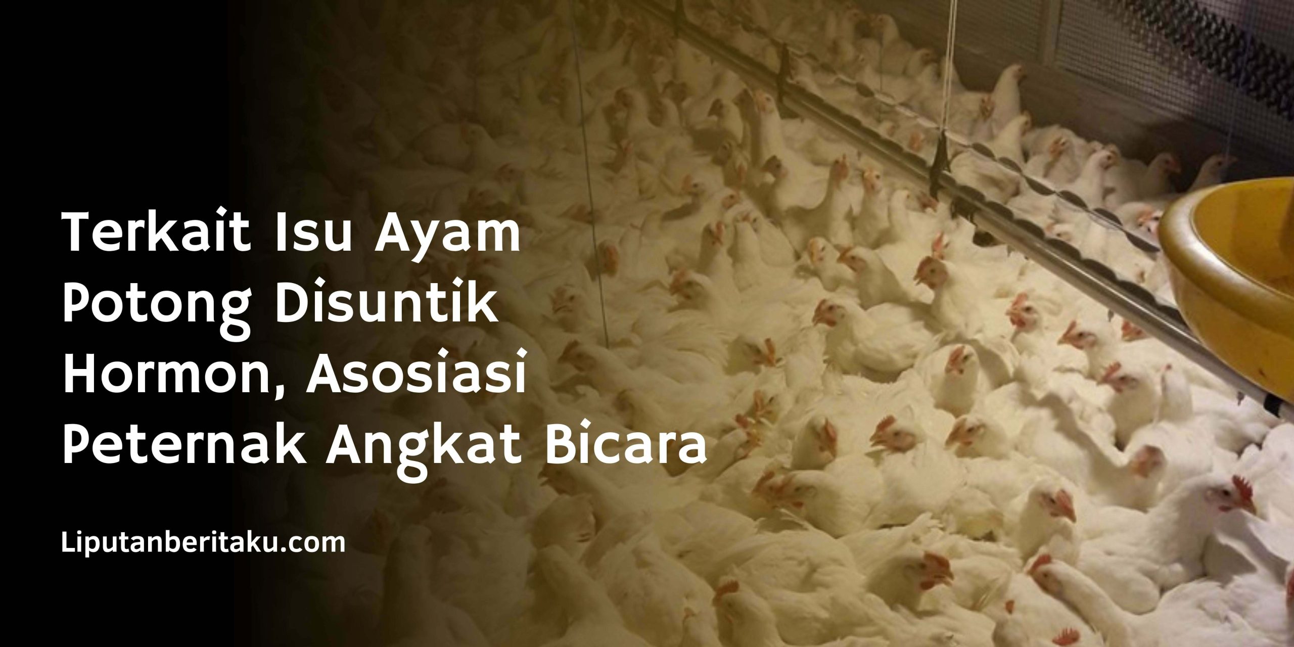 Terkait Isu Ayam Potong Disuntik Hormon, Asosiasi Peternak Angkat Bicara