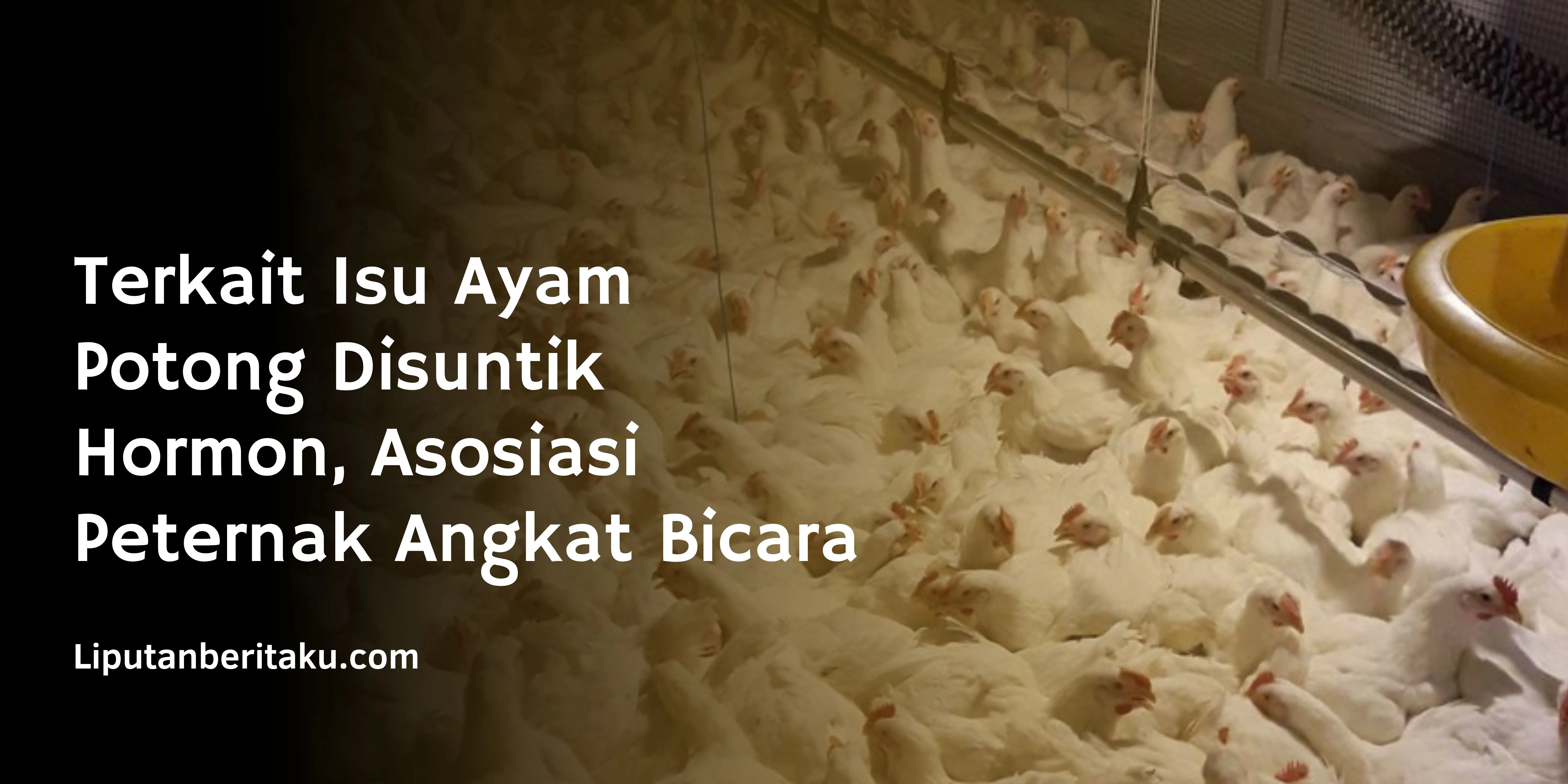 Terkait Isu Ayam Potong Disuntik Hormon, Asosiasi Peternak Angkat Bicara