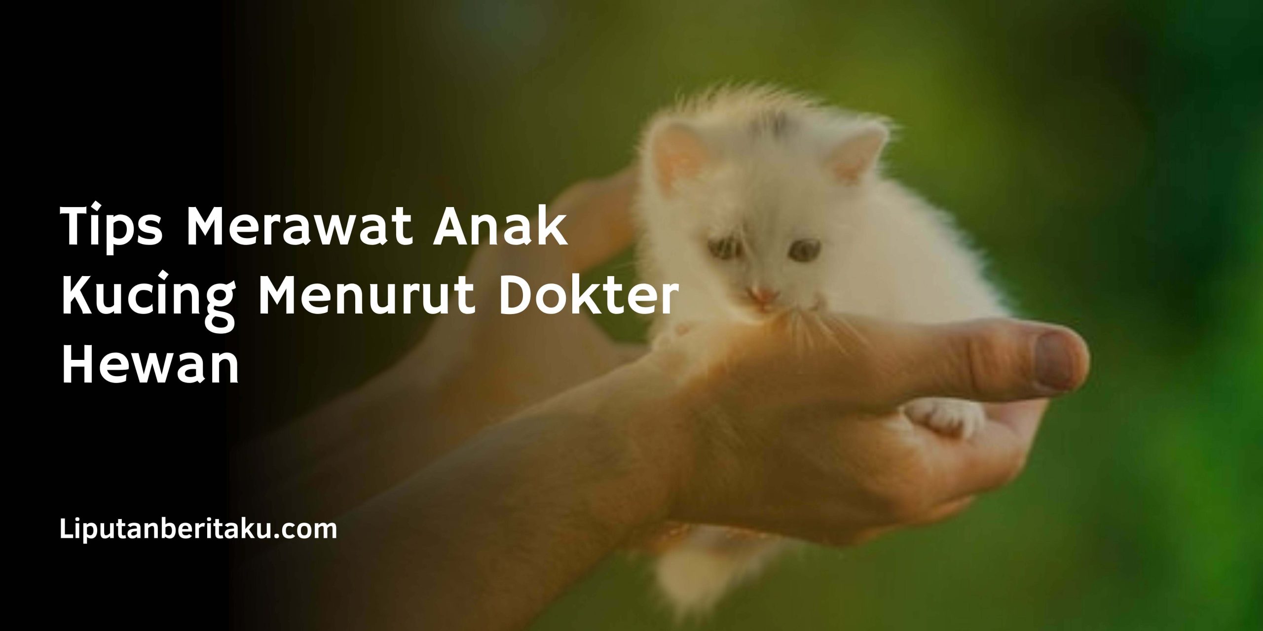 Tips Merawat Anak Kucing Menurut Dokter Hewan