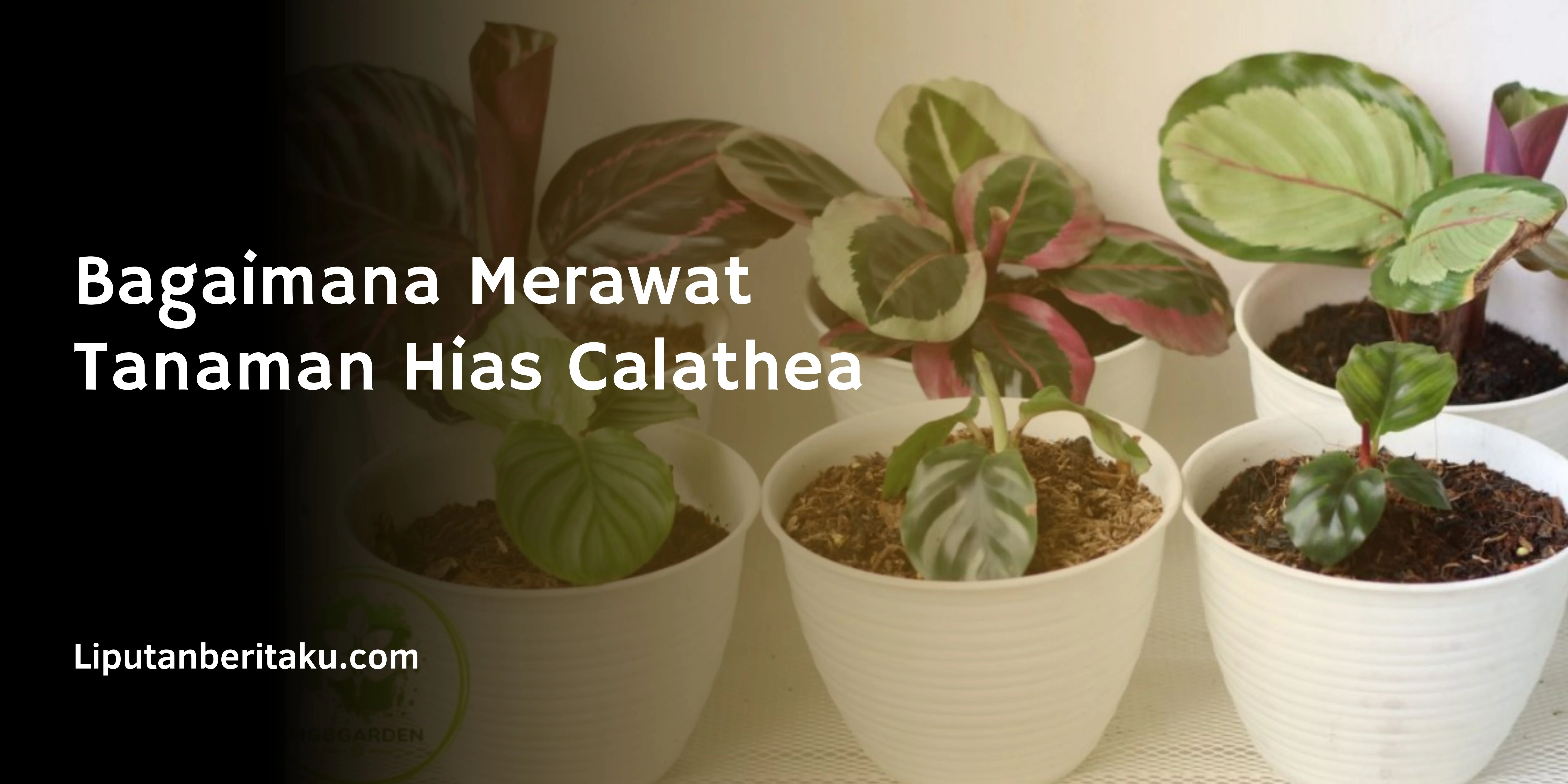 Bagaimana Merawat Tanaman Hias Calathea