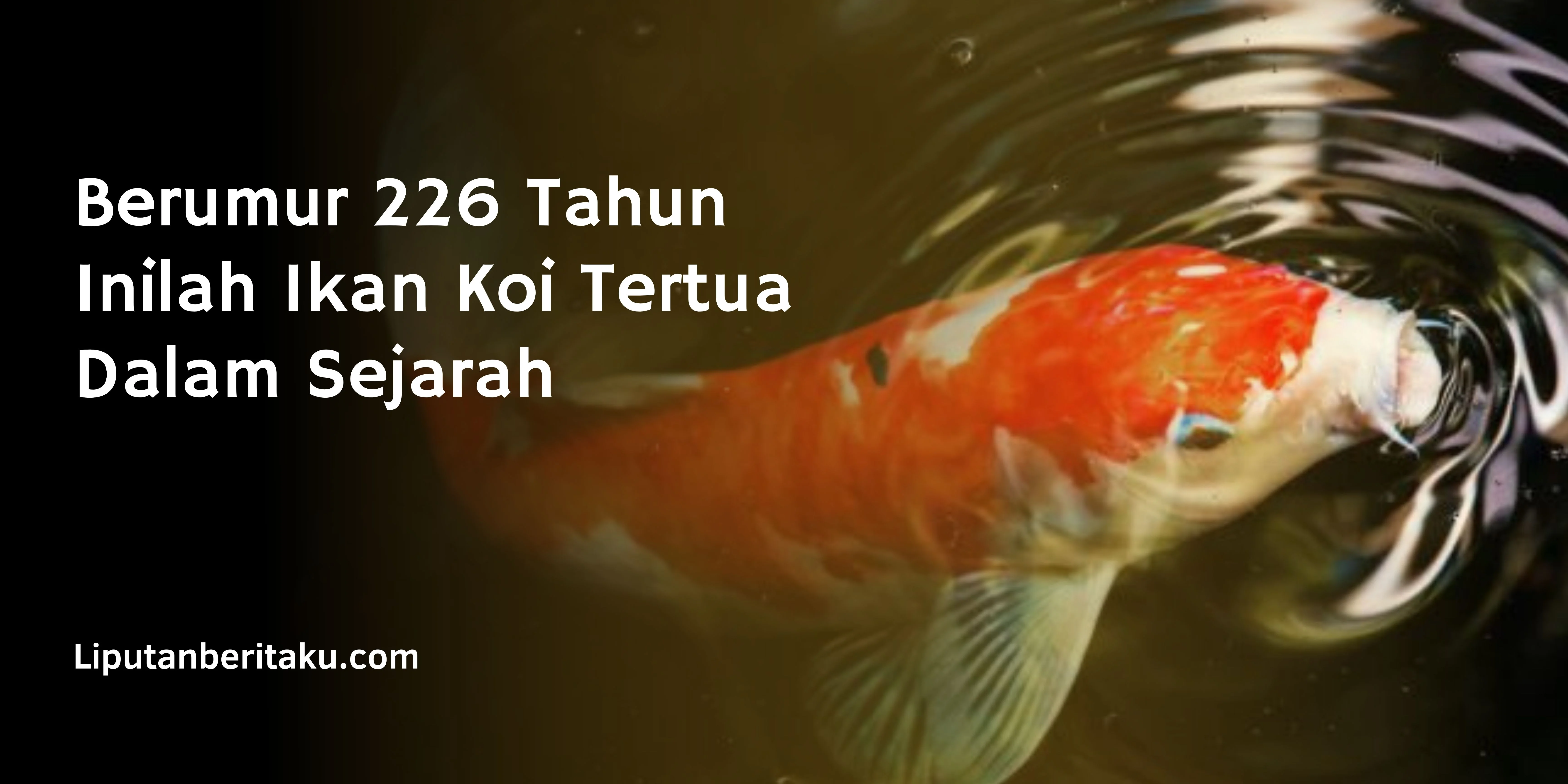 Berumur 226 Tahun Inilah Ikan Koi Tertua Dalam Sejarah