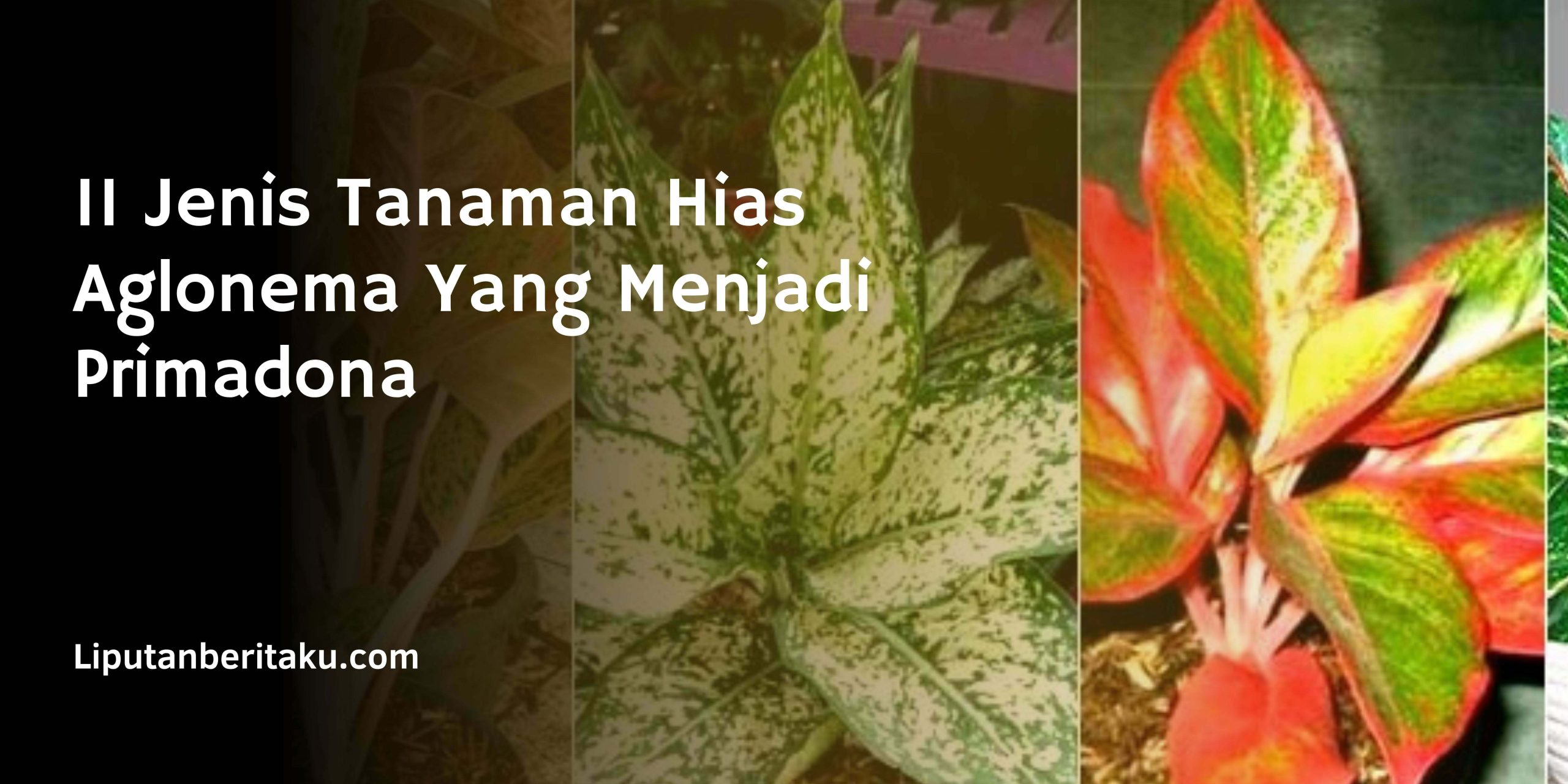 11 Jenis Tanaman Hias Aglonema Yang Menjadi Primadona