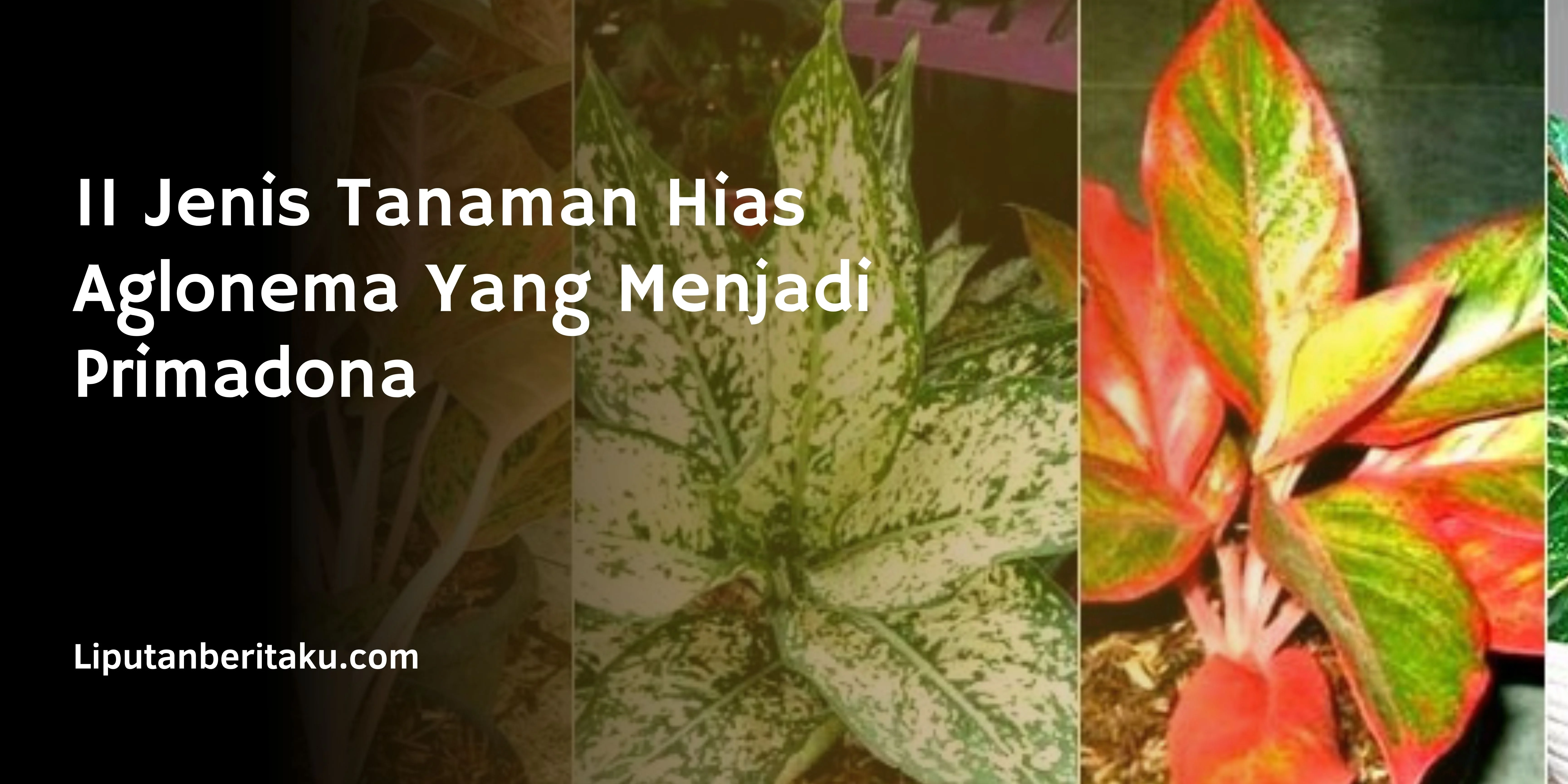 11 Jenis Tanaman Hias Aglonema Yang Menjadi Primadona