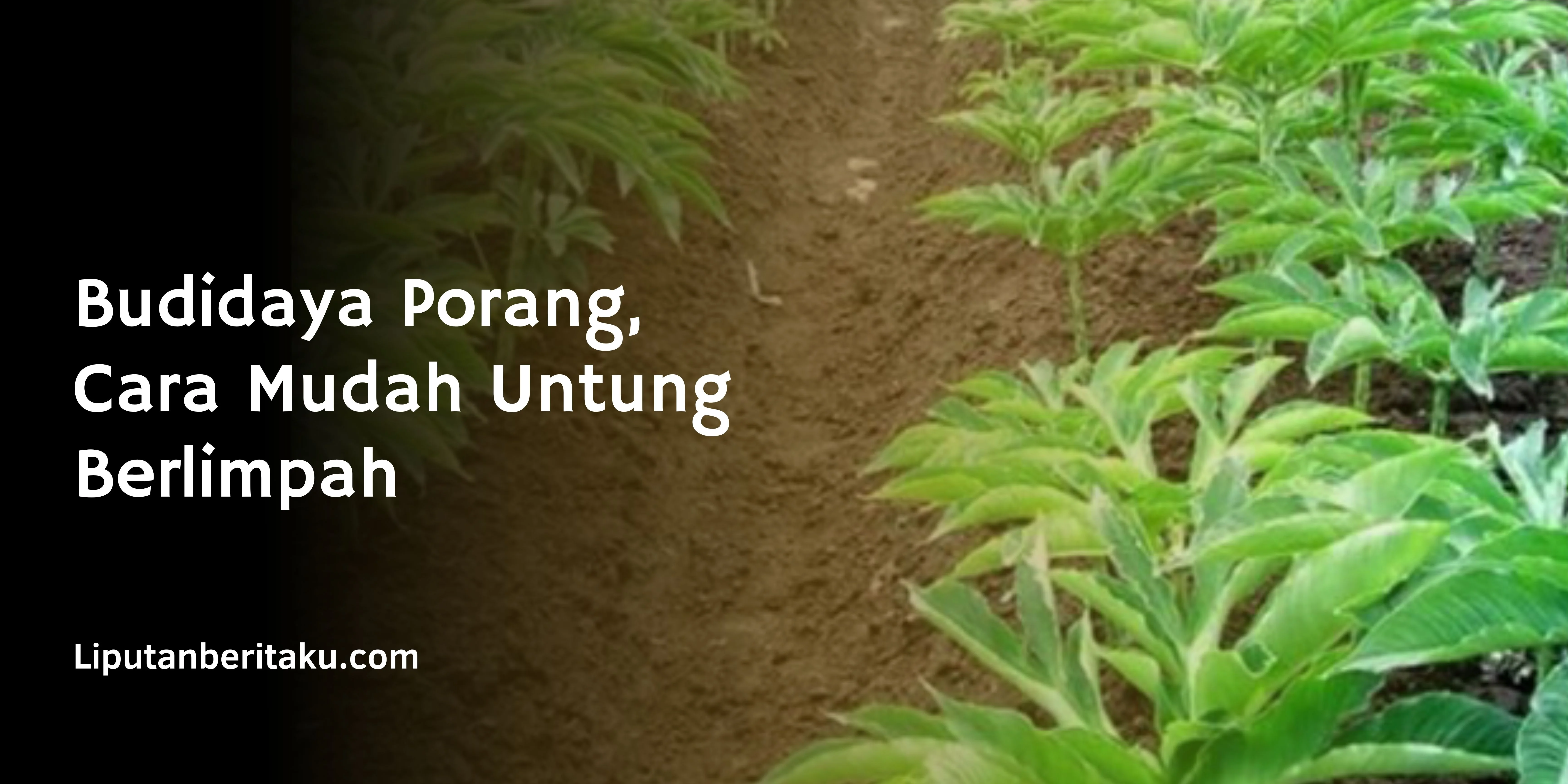 Budidaya Porang, Cara Mudah Untung Berlimpah