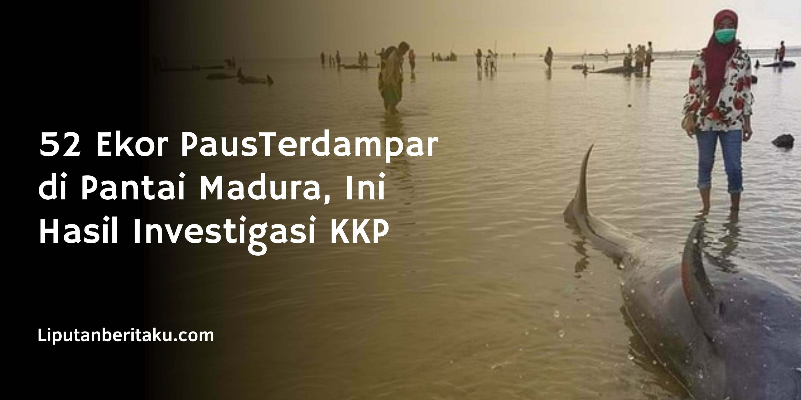 52 Ekor PausTerdampar di Pantai Madura, Ini Hasil Investigasi KKP
