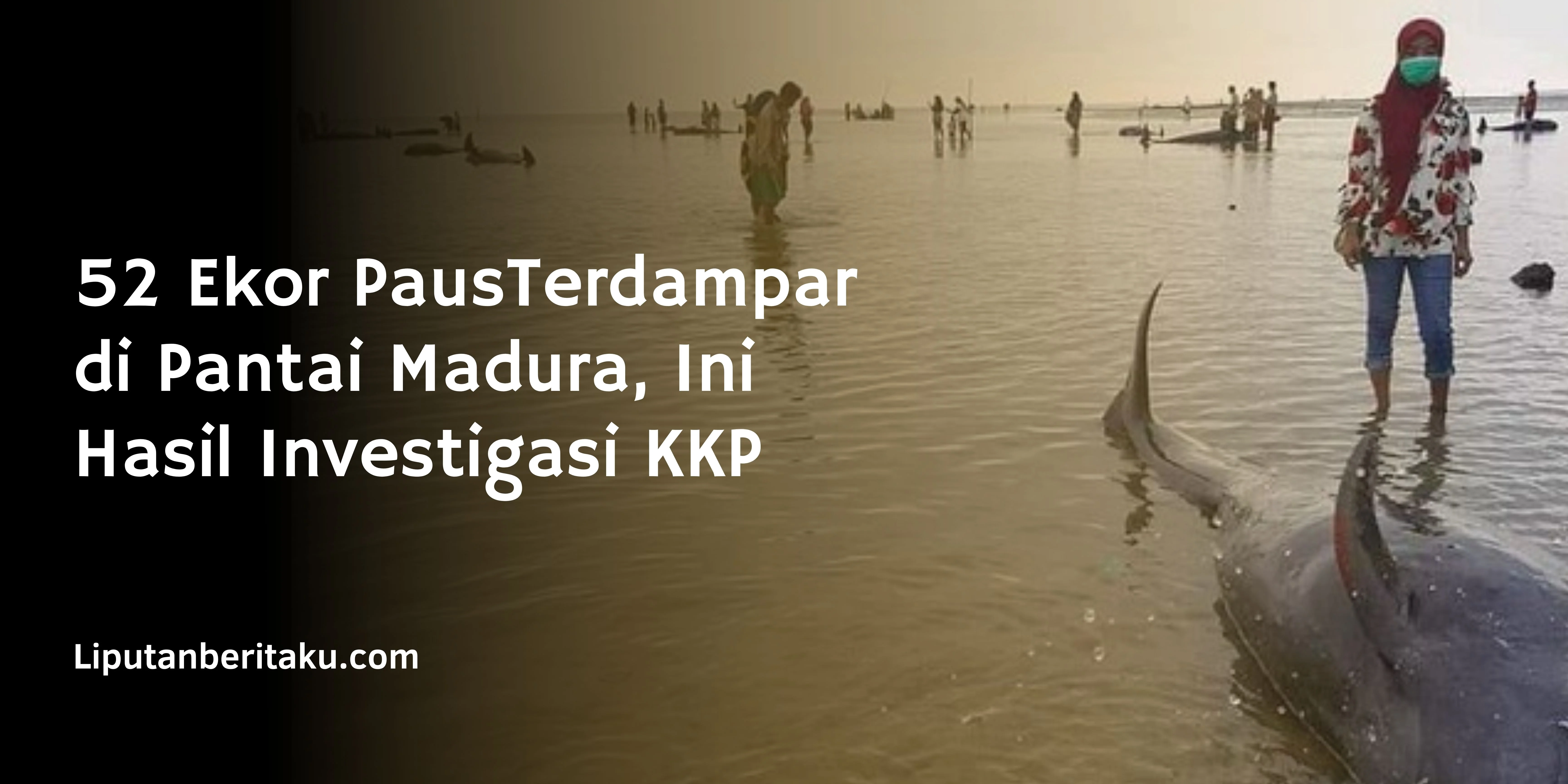 52 Ekor PausTerdampar di Pantai Madura, Ini Hasil Investigasi KKP