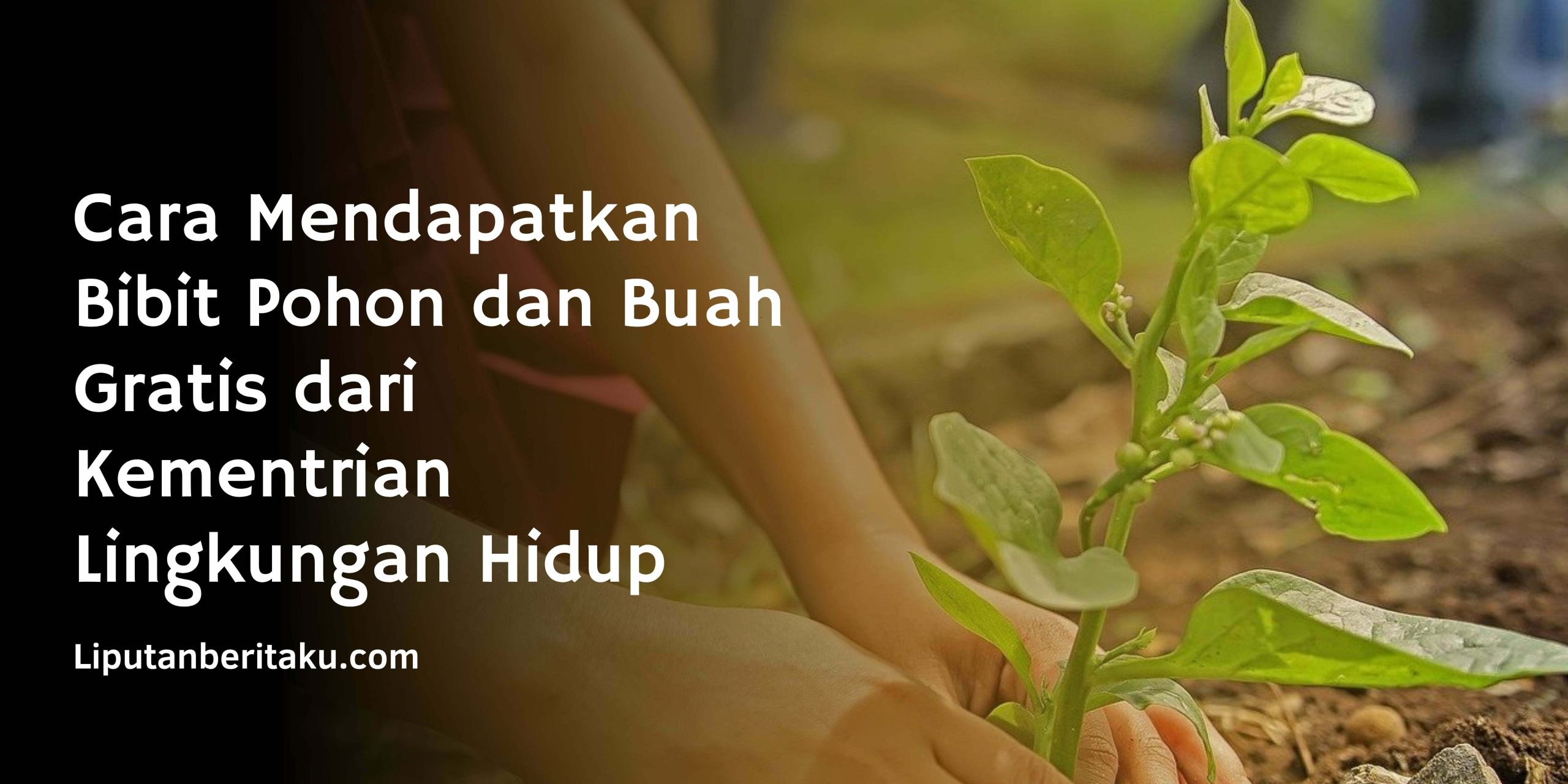 Cara Mendapatkan Bibit Pohon dan Buah Gratis dari Kementrian Lingkungan Hidup
