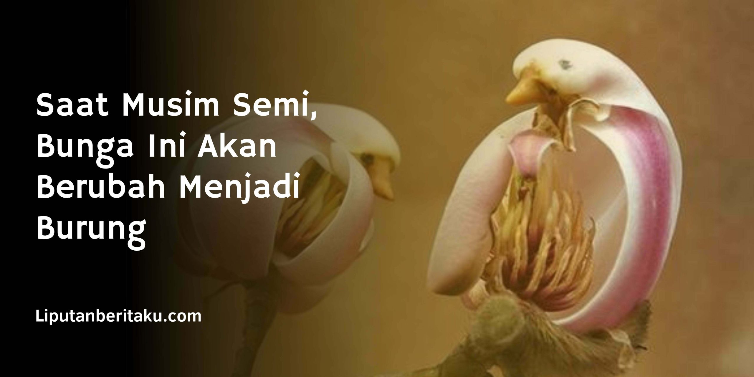 Saat Musim Semi, Bunga Ini Akan Berubah Menjadi Burung