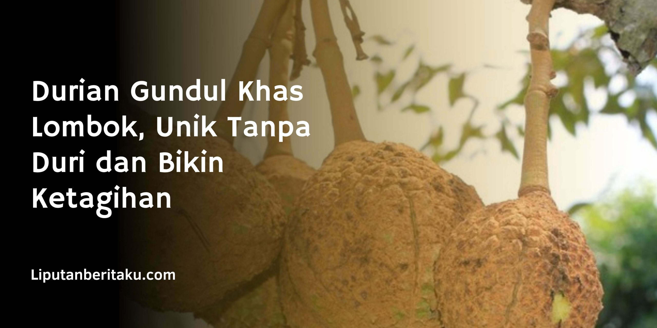 Durian Gundul Khas Lombok, Unik Tanpa Duri dan Bikin Ketagihan Durian Gundul Khas Lombok, Unik Tanpa Duri dan Bikin Ketagihan