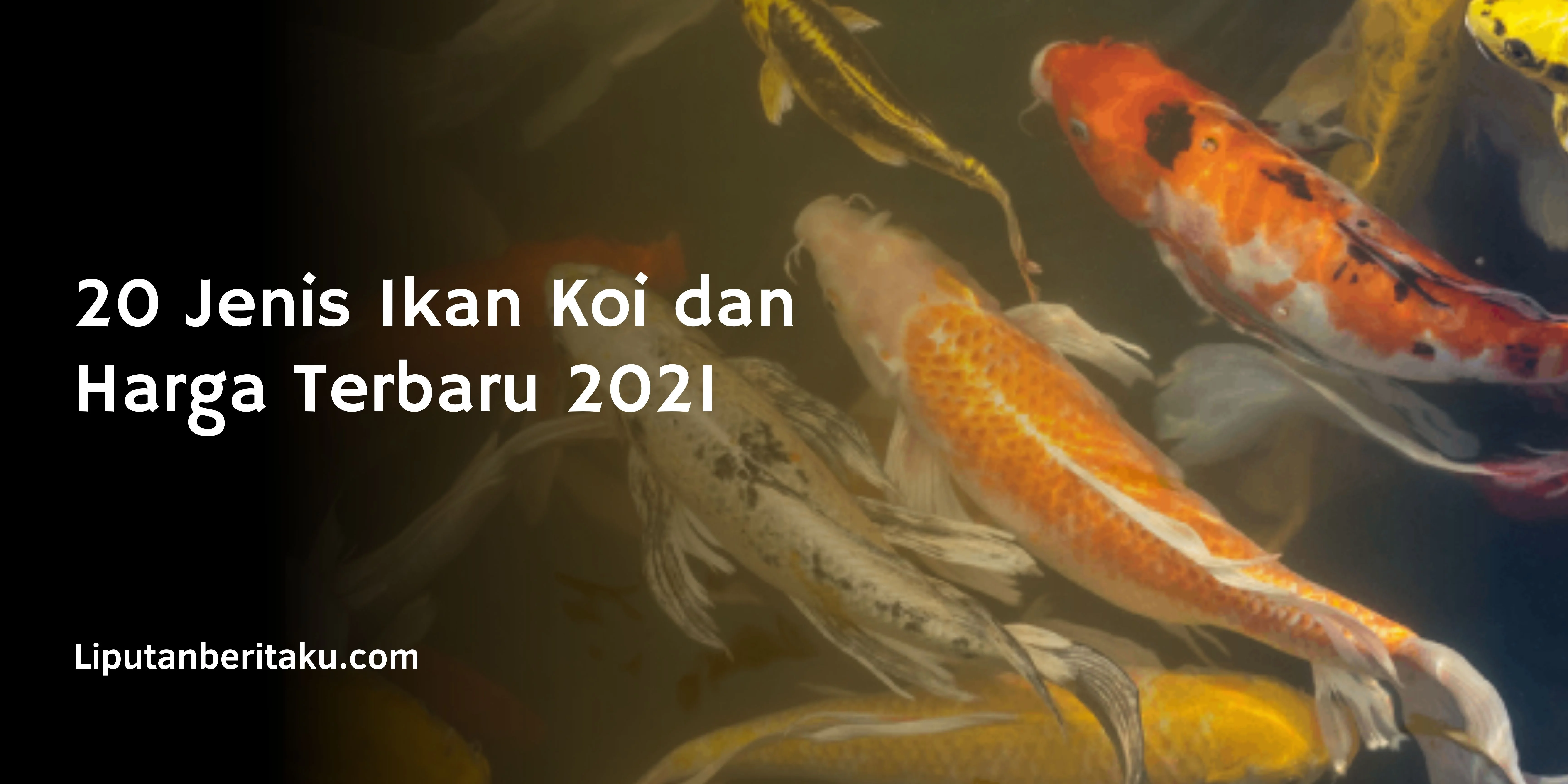 20 Jenis Ikan Koi dan Harga Terbaru 2021