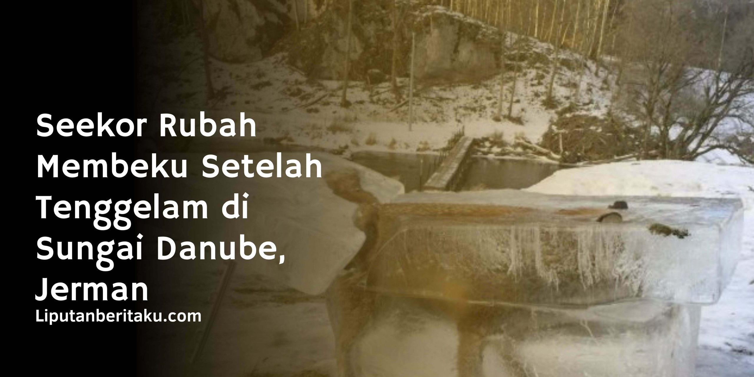 Seekor Rubah Membeku Setelah Tenggelam di Sungai Danube, Jerman