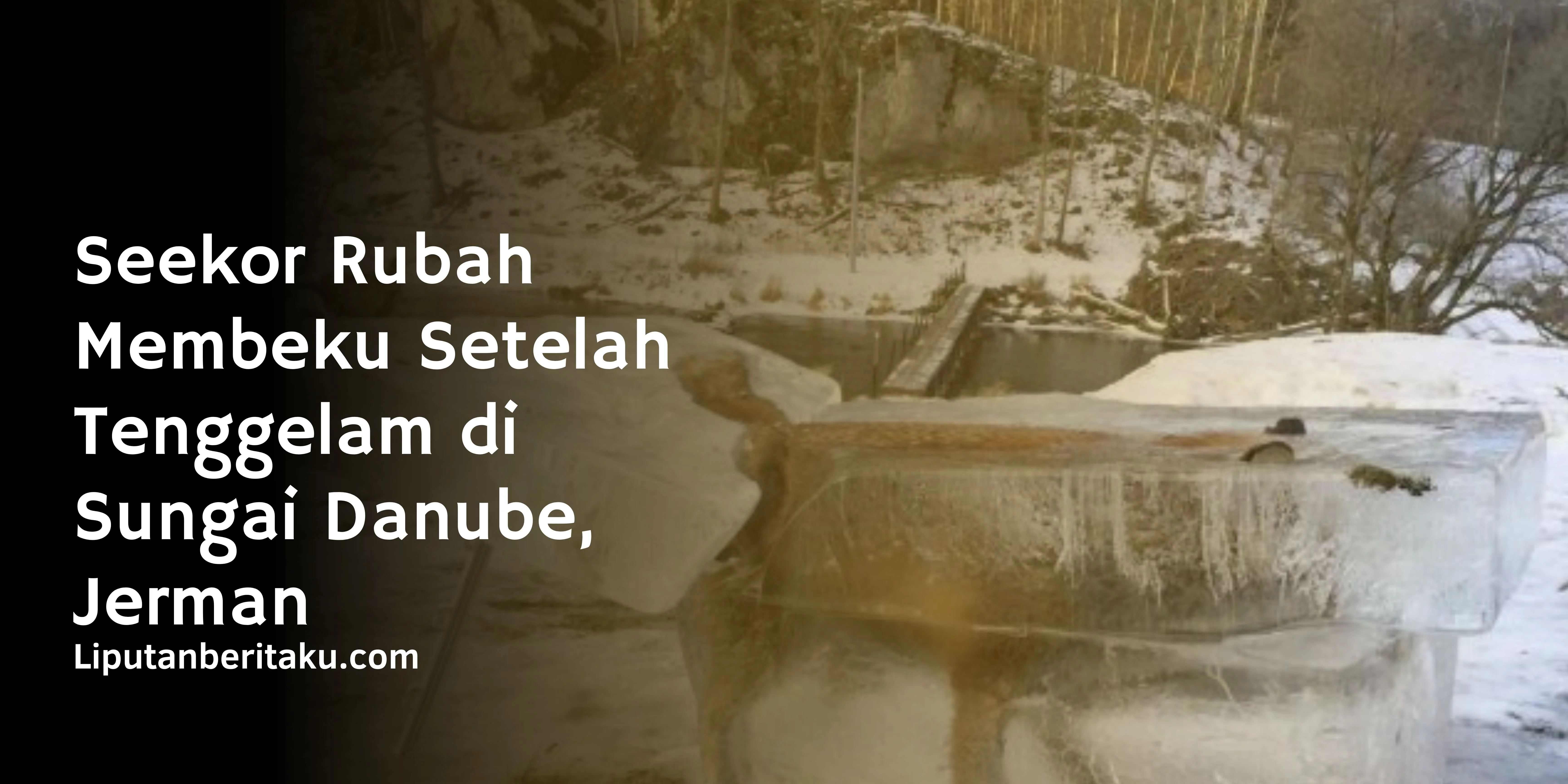 Seekor Rubah Membeku Setelah Tenggelam di Sungai Danube, Jerman