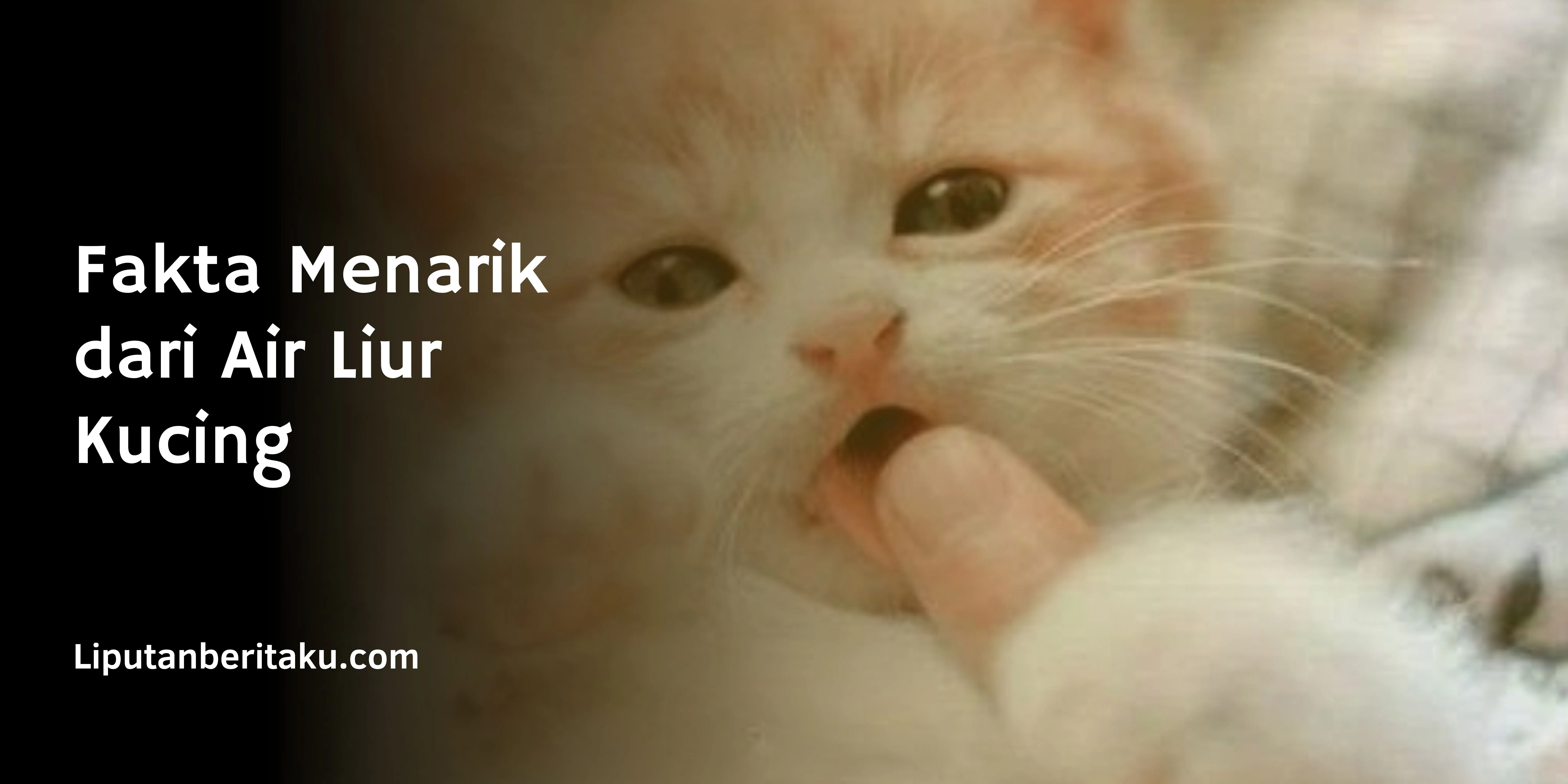 Fakta Menarik dari Air Liur Kucing