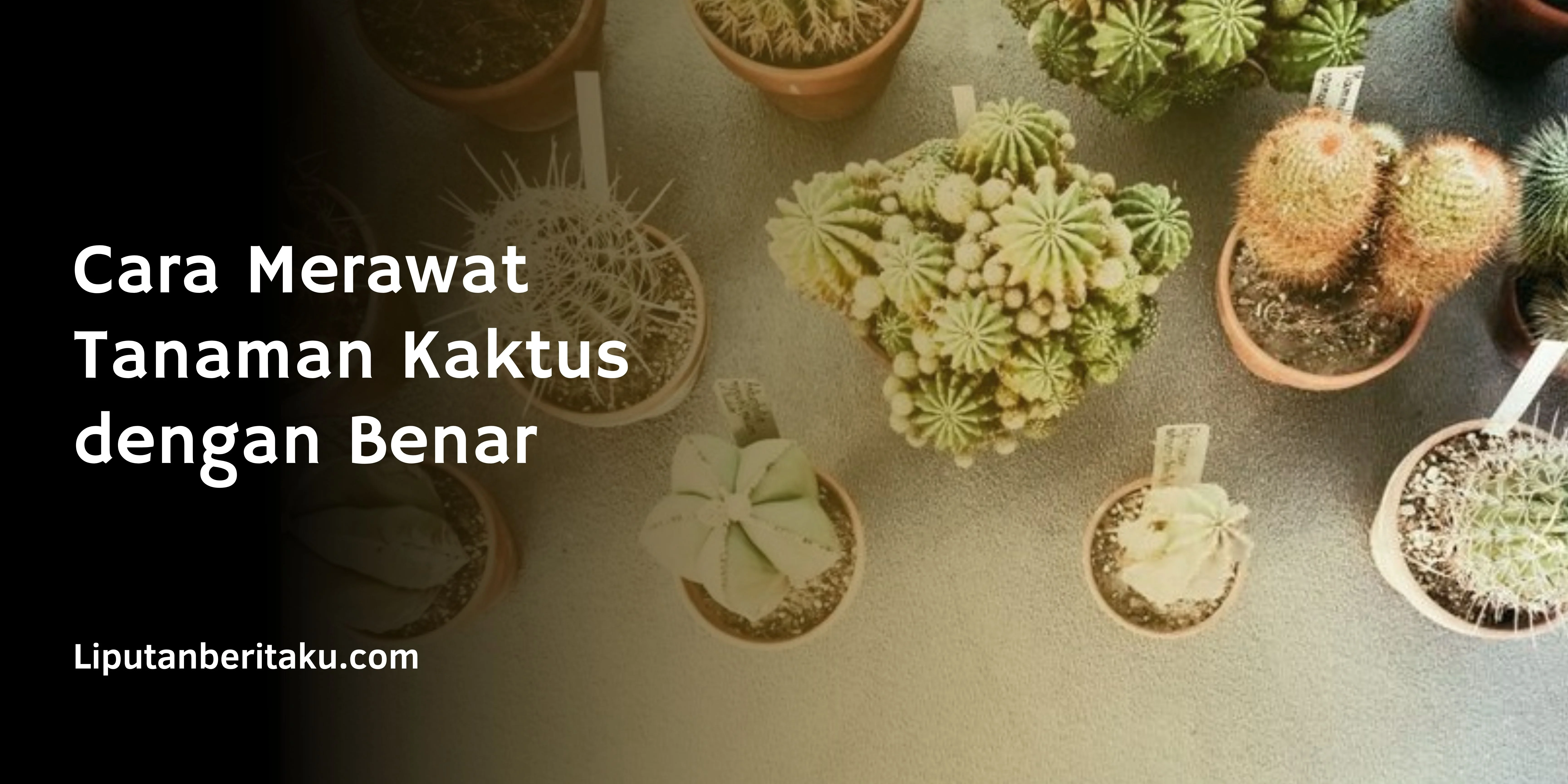  Cara Merawat Tanaman Kaktus dengan Benar