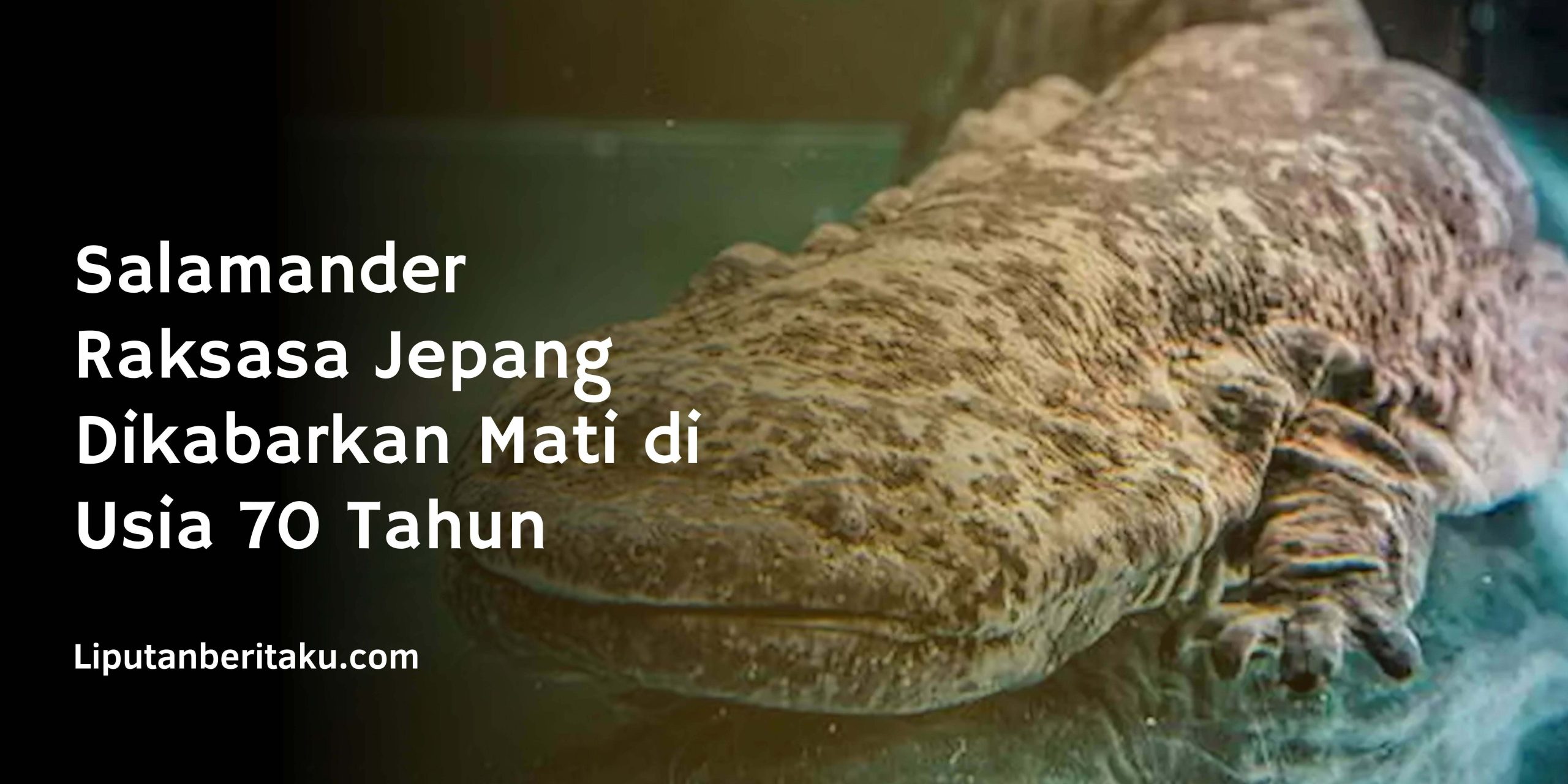 Salamander Raksasa Jepang Dikabarkan Mati di Usia 70 Tahun