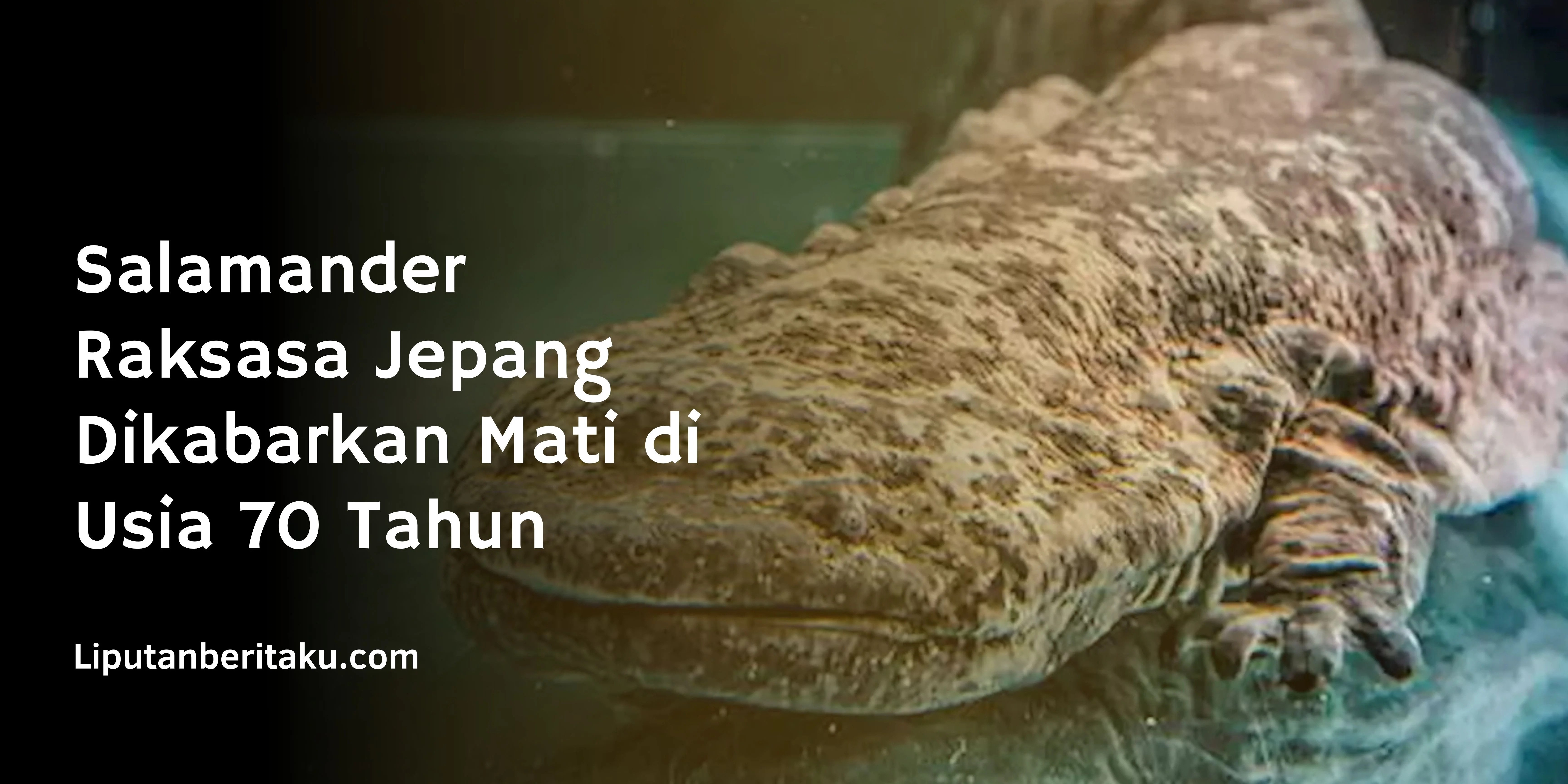 Salamander Raksasa Jepang Dikabarkan Mati di Usia 70 Tahun