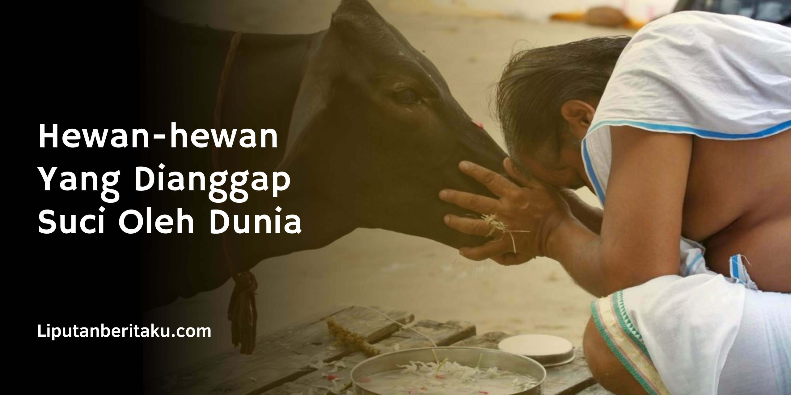 Hewan Yang Dianggap Suci Oleh Dunia Hewan Yang Dianggap Suci Oleh Dunia