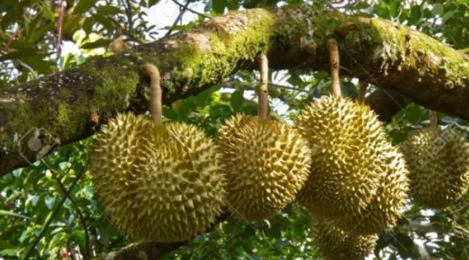 Inilah 4 Cara Memilih Bibit Durian yang Cepat Berbuah