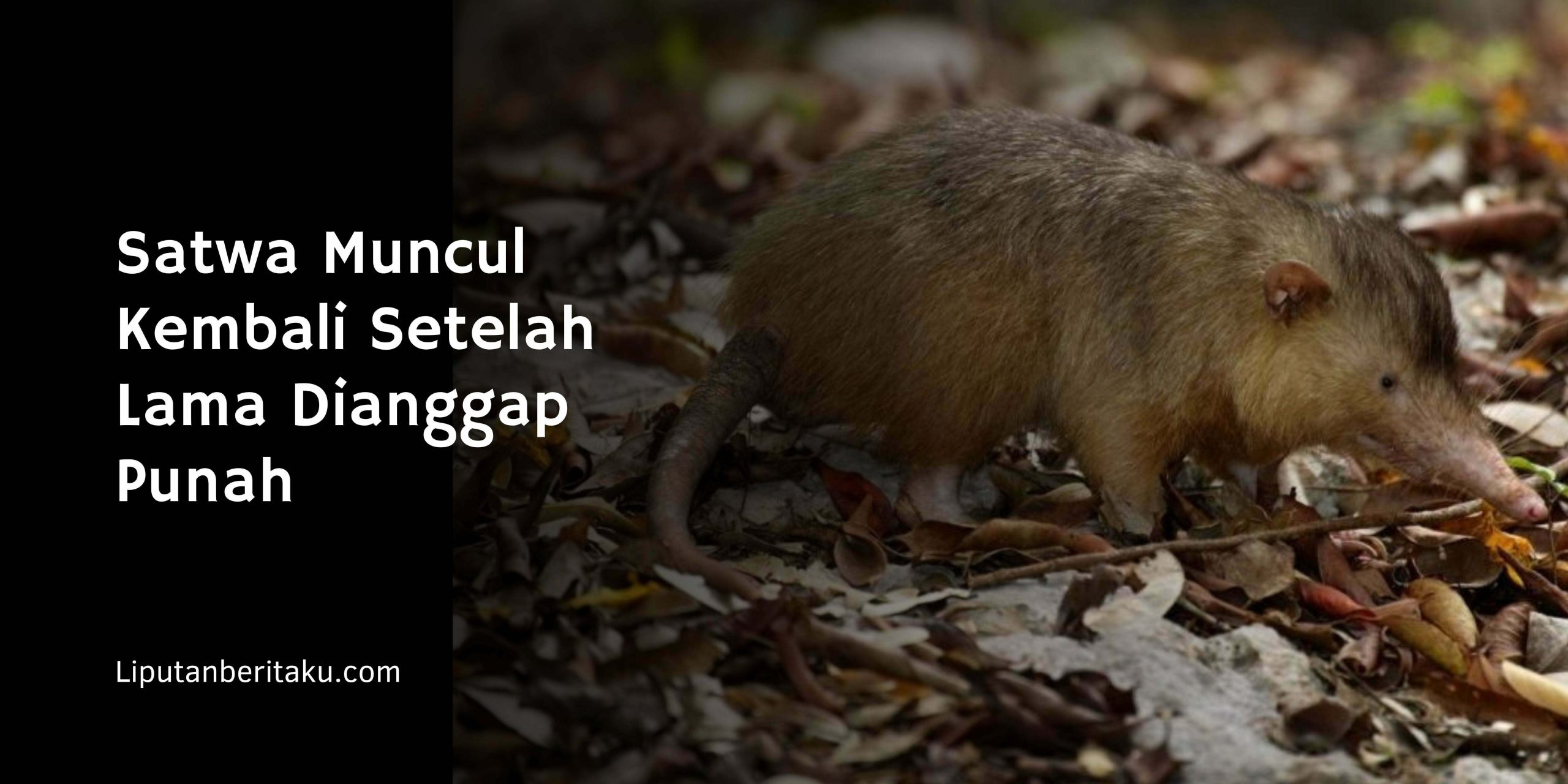 Satwa Muncul Kembali Setelah Lama Dianggap Punah Satwa Muncul Kembali Setelah Lama Dianggap Punah
