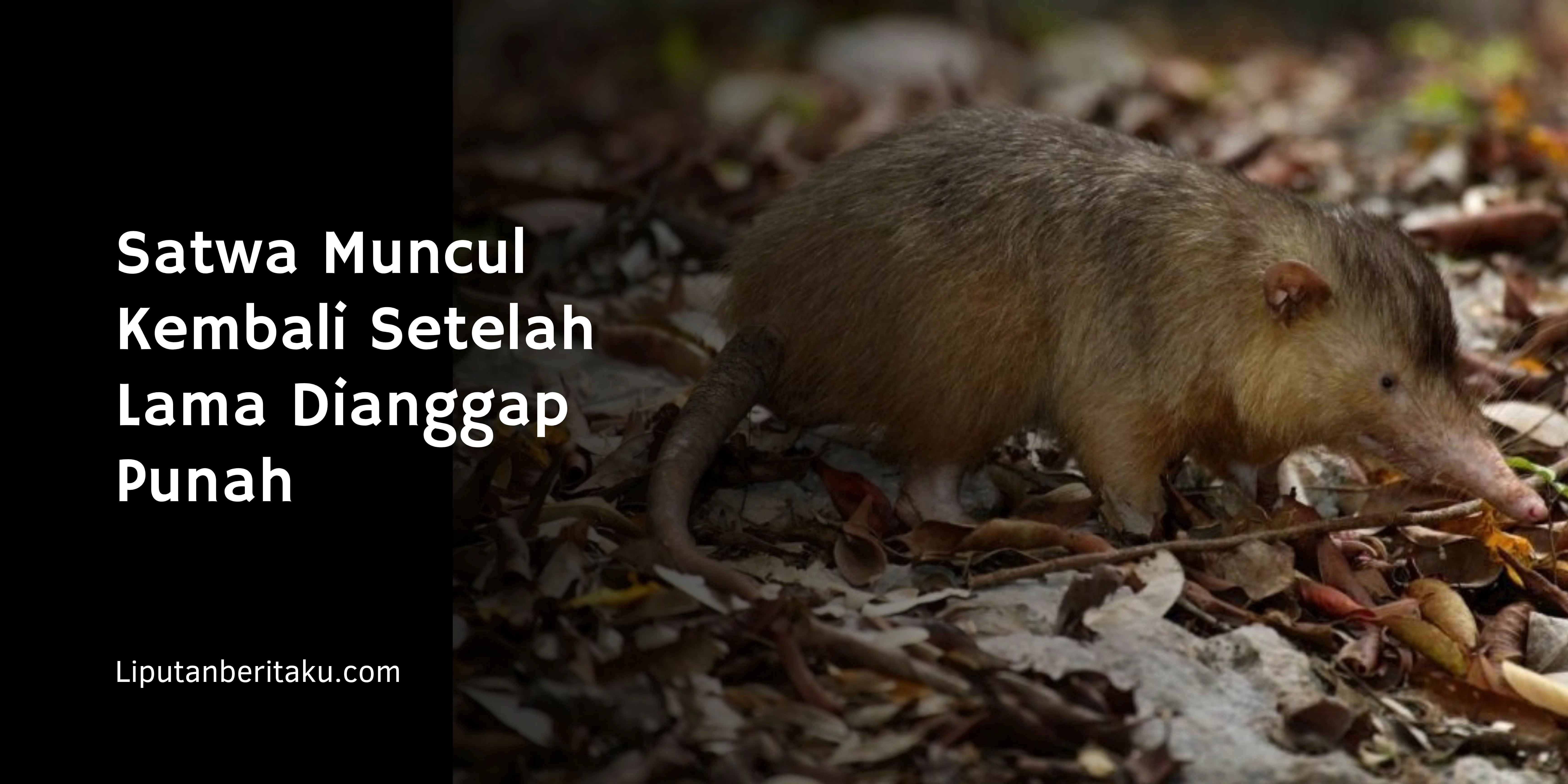 Satwa Muncul Kembali Setelah Lama Dianggap Punah